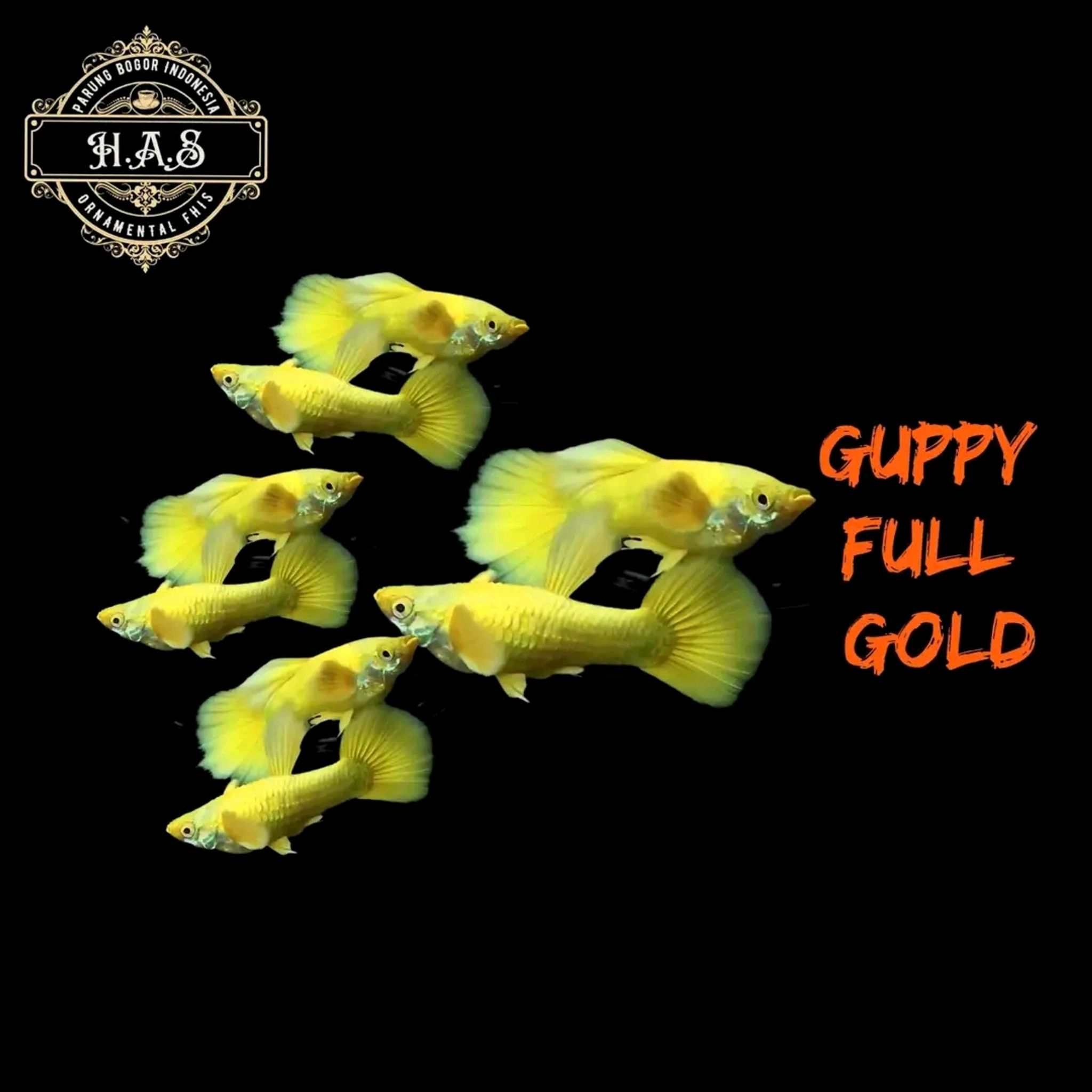 GUPPY FULL GOLD 1PAIR / 1MALE 1FEMALE
