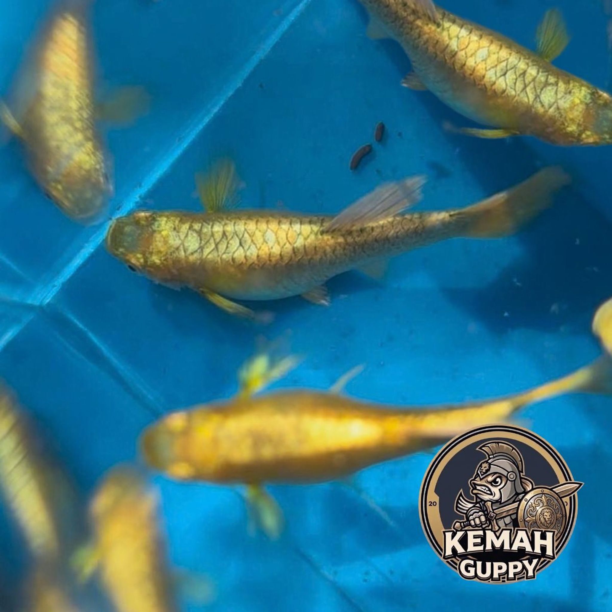 GUPPY FULL GOLD PREMIUM QUALITY