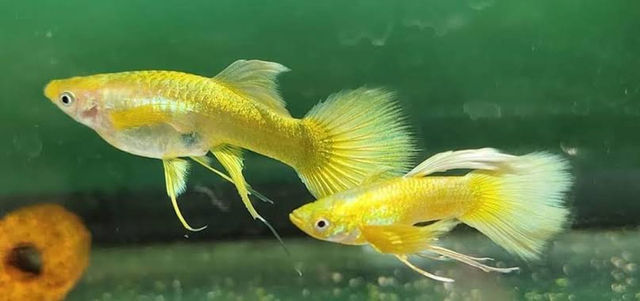 Higher Care GUPPY FULL GOLD RIBBON LONG EAR