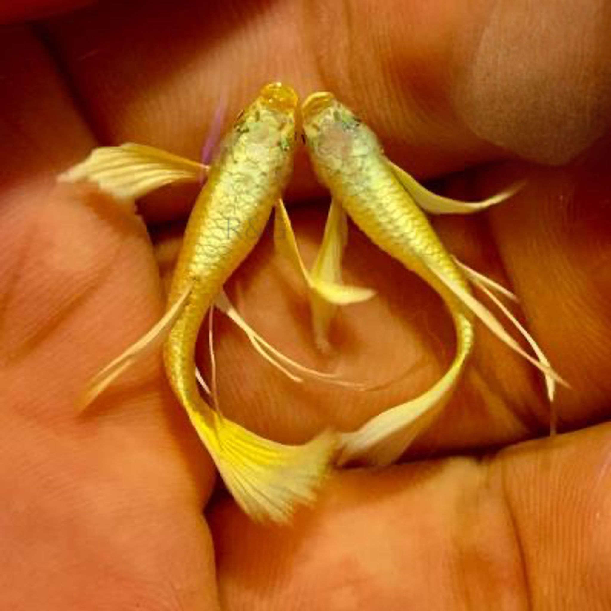 Higher Care GUPPY FULL GOLD RIBBON LONG EAR