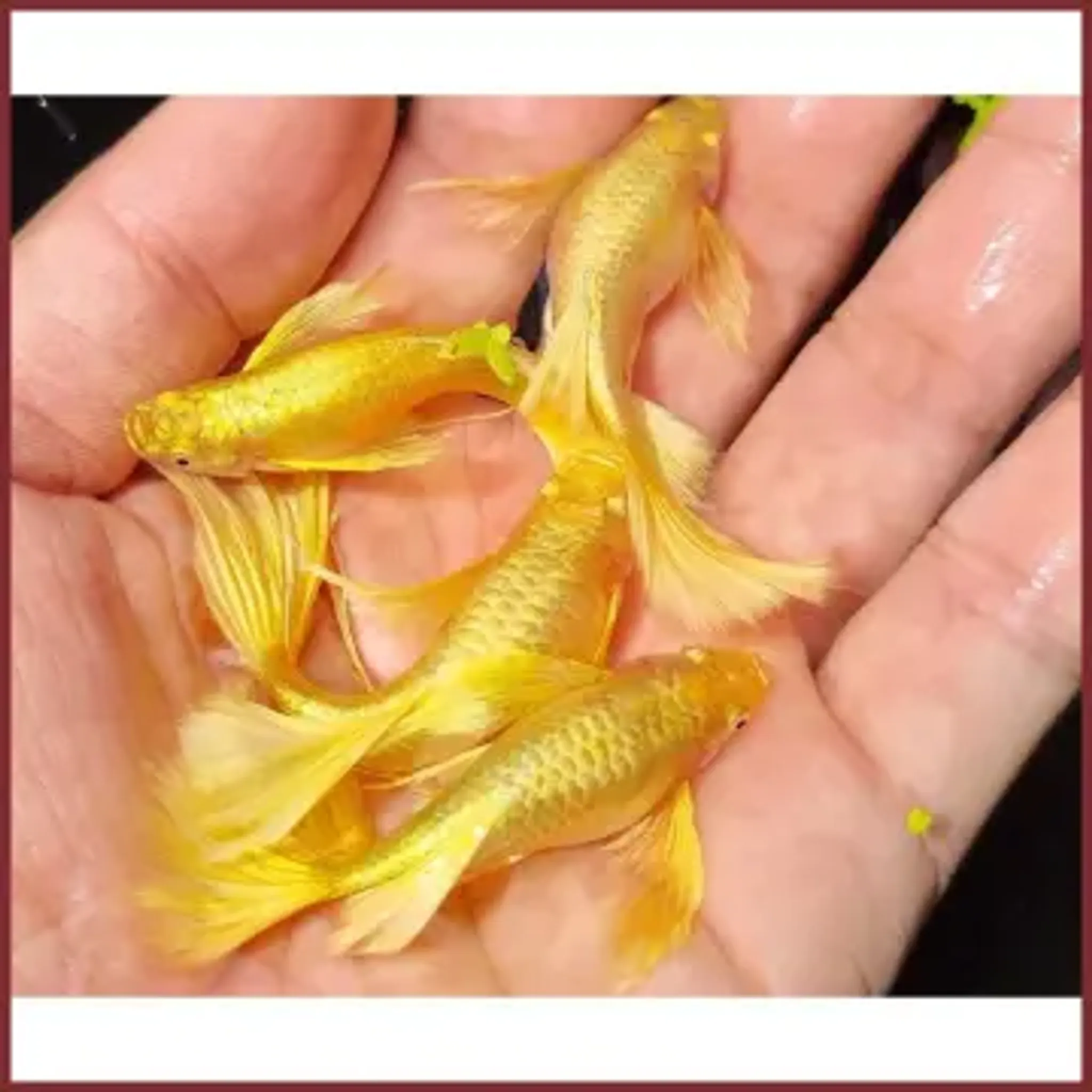 Higher Care GUPPY FULL GOLD RIBBON LONG EAR