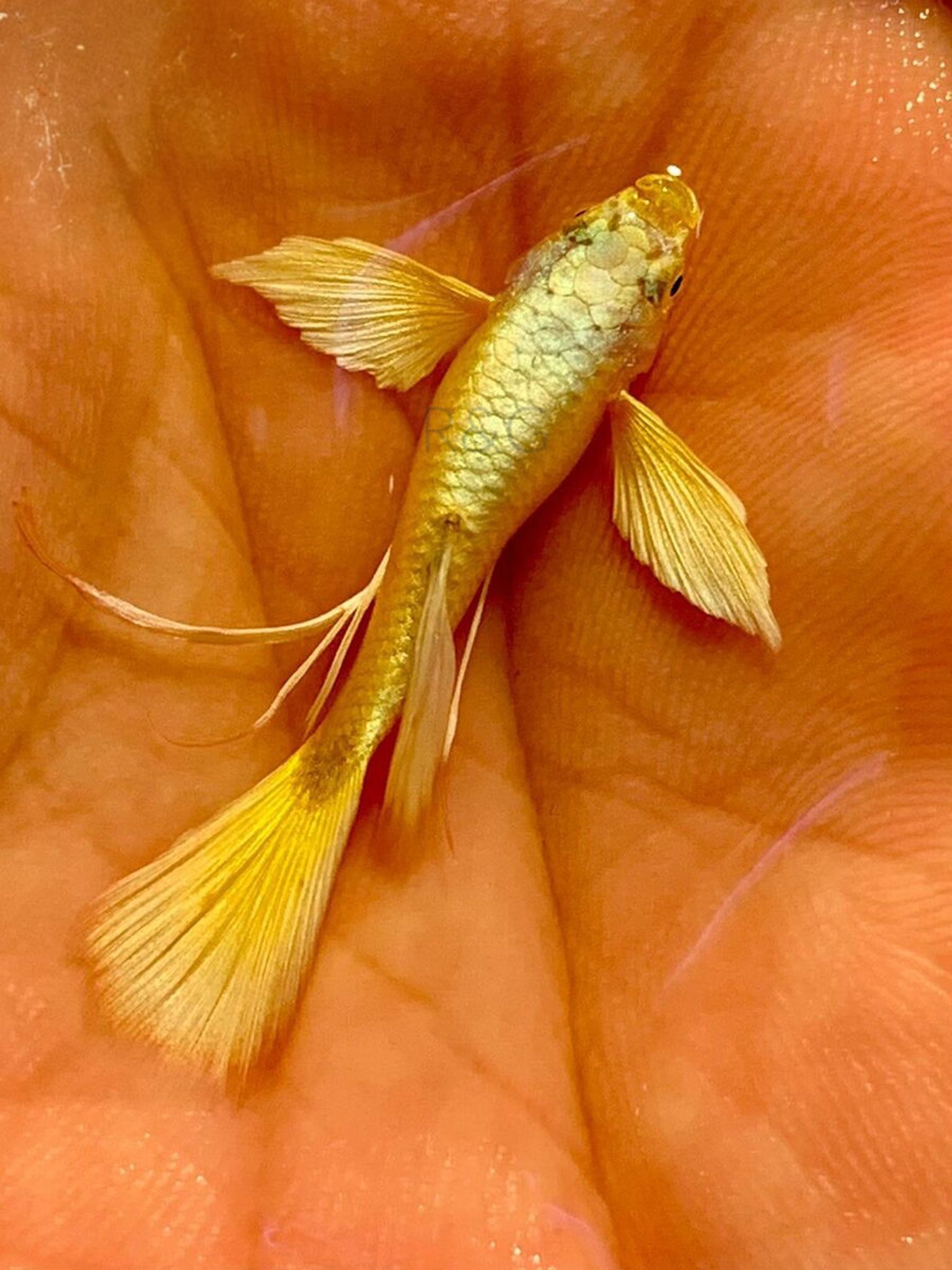 Higher Care GUPPY FULL GOLD RIBBON LONG EAR