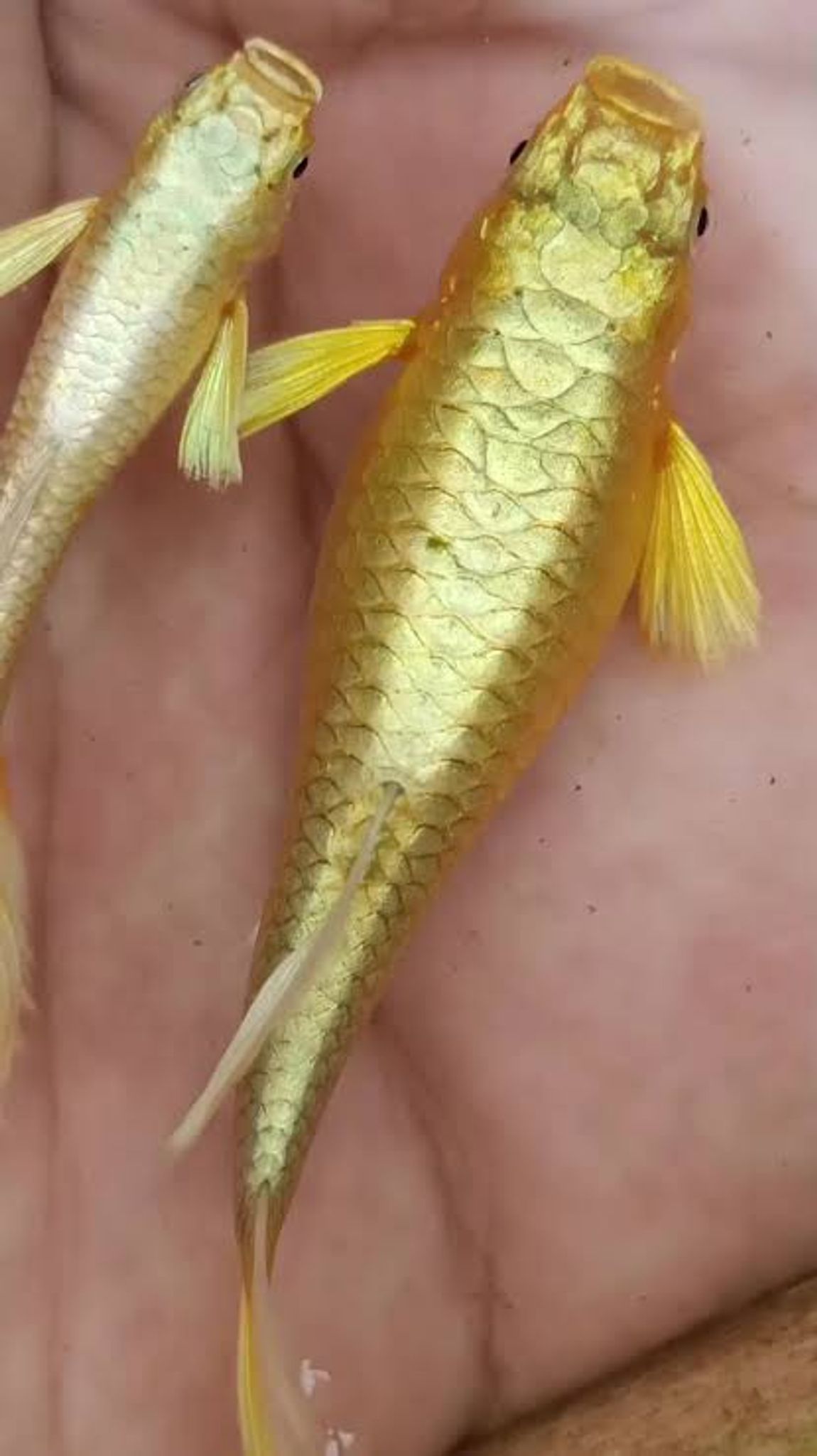 Higher Care GUPPY FULL GOLD
