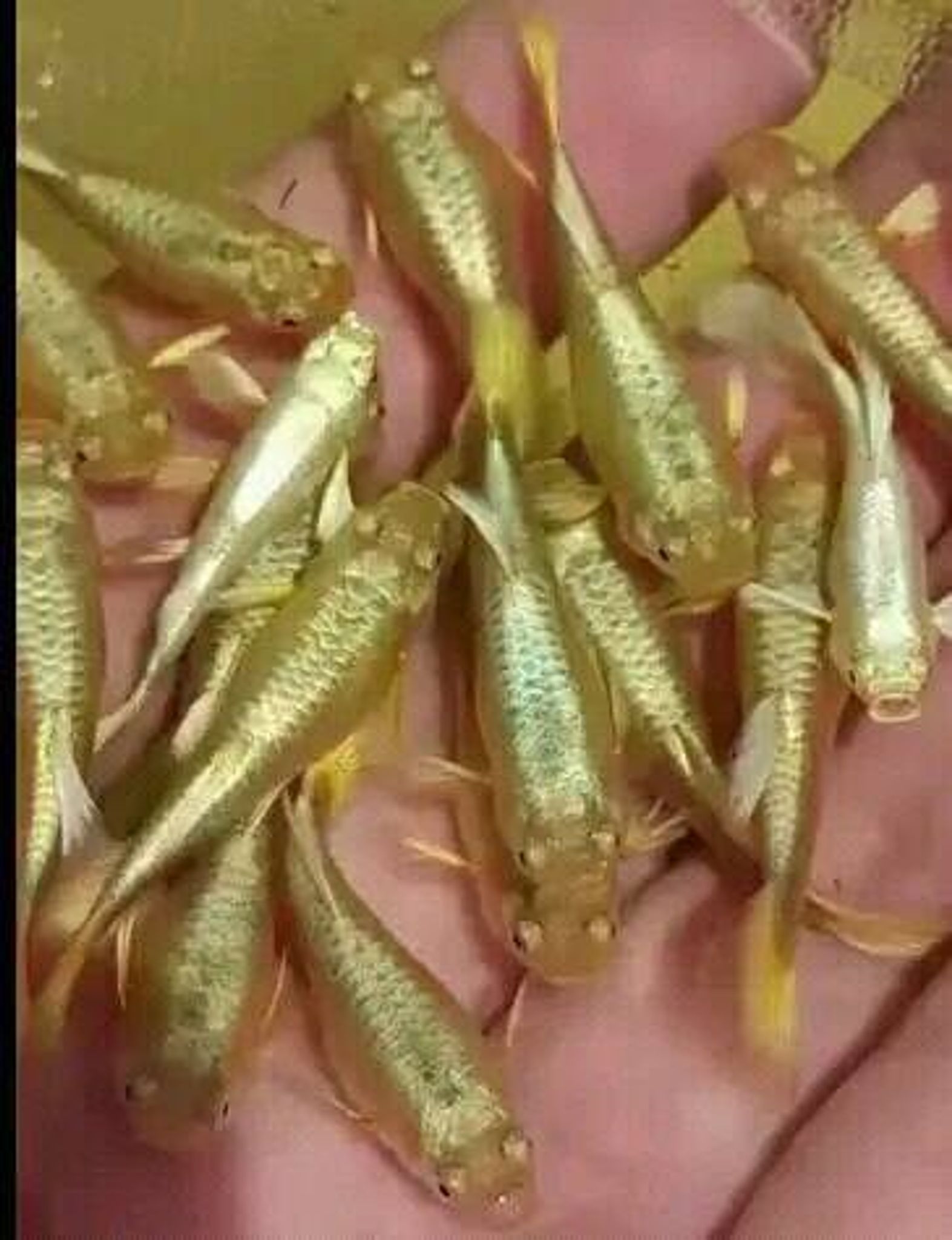 Higher Care GUPPY FULL GOLD