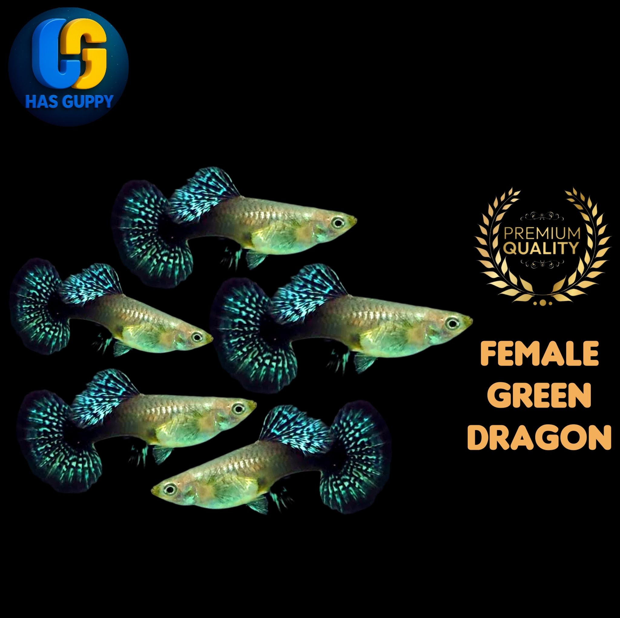 GUPPY GREEN DRAGON 1PAIR / 1MALLE + 1FEMALE