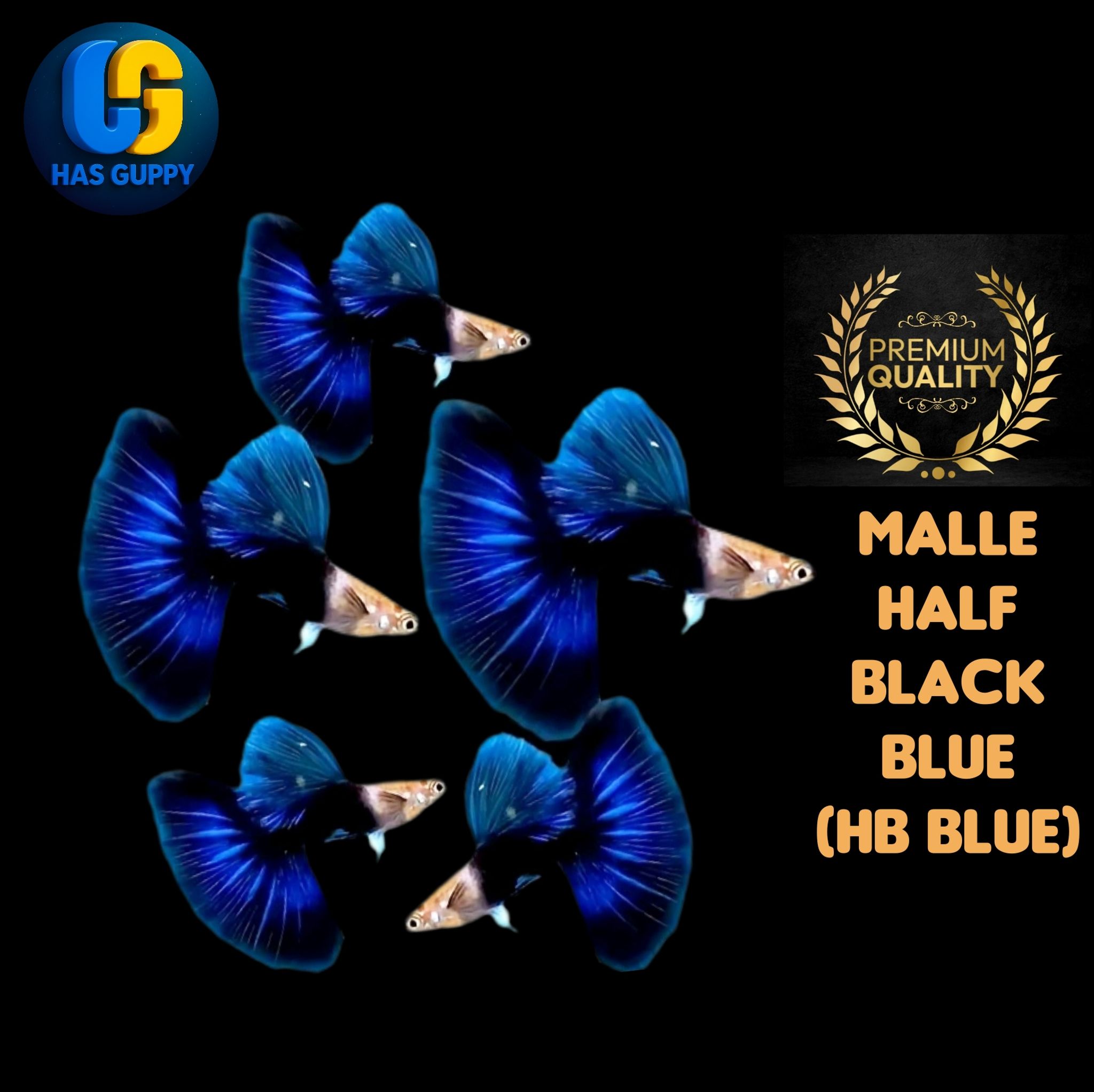 GUPPY HALF BLACK BLUE (HB BLUE) 1PAIR / 1MALLE + 1FEMALE
