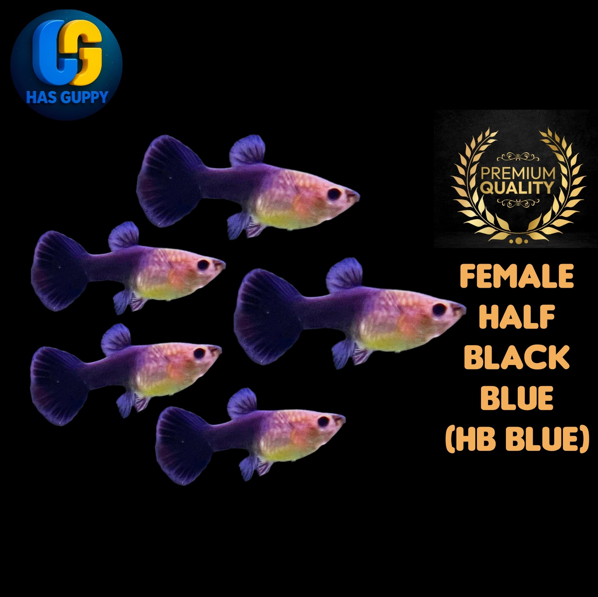GUPPY HALF BLACK BLUE (HB BLUE) 1PAIR / 1MALLE + 1FEMALE