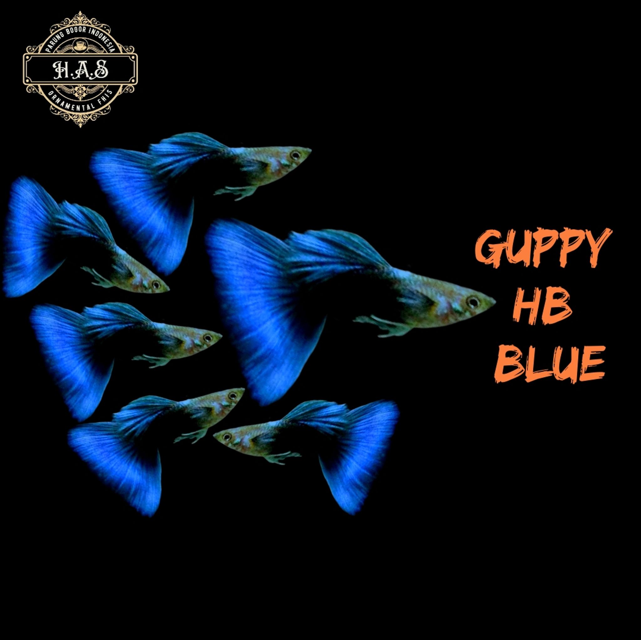 GUPPY HALF BLACK BLUE (HB BLUE) 1PAIR
