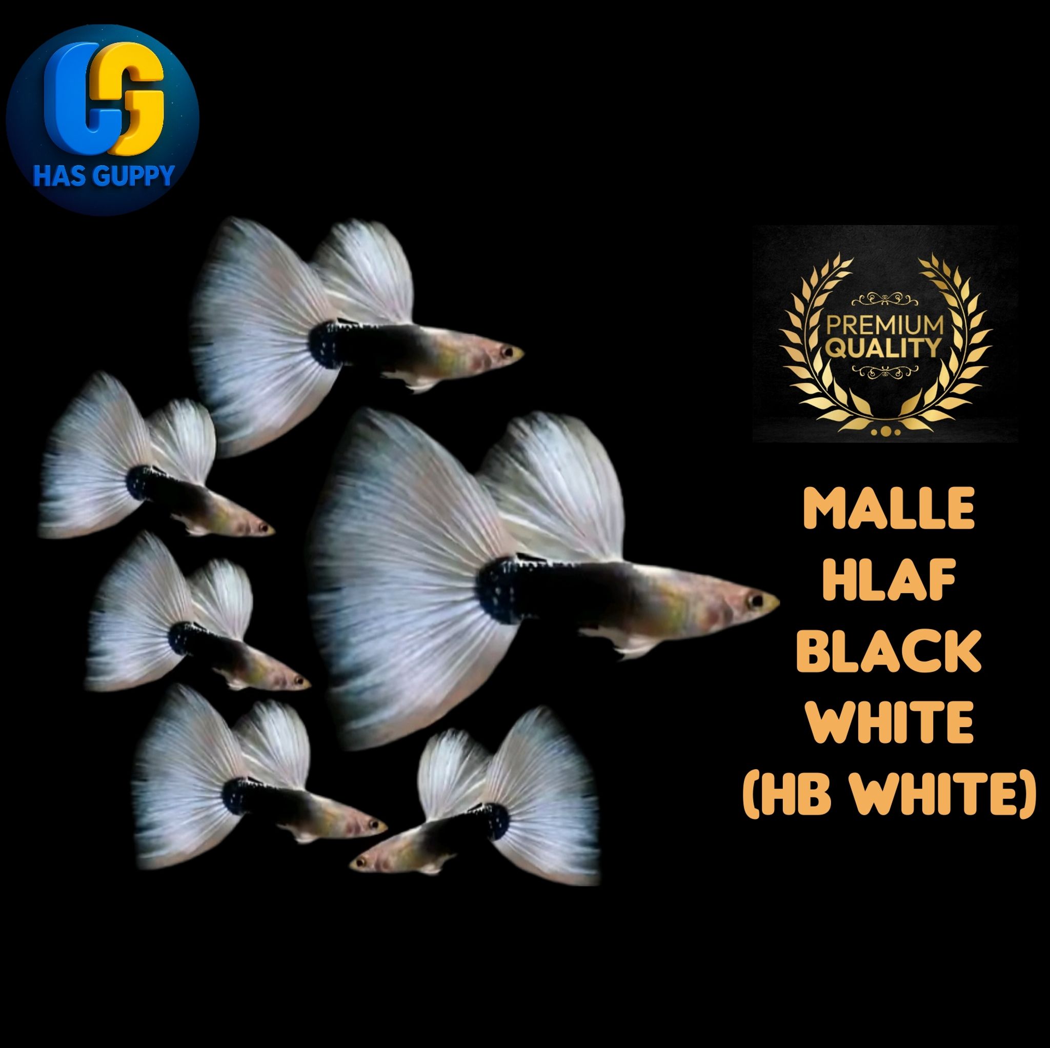 GUPPY HALF BLACK WHITE ( HB WHITE ) 1PAIR / 1MALLE + 1FEMALE
