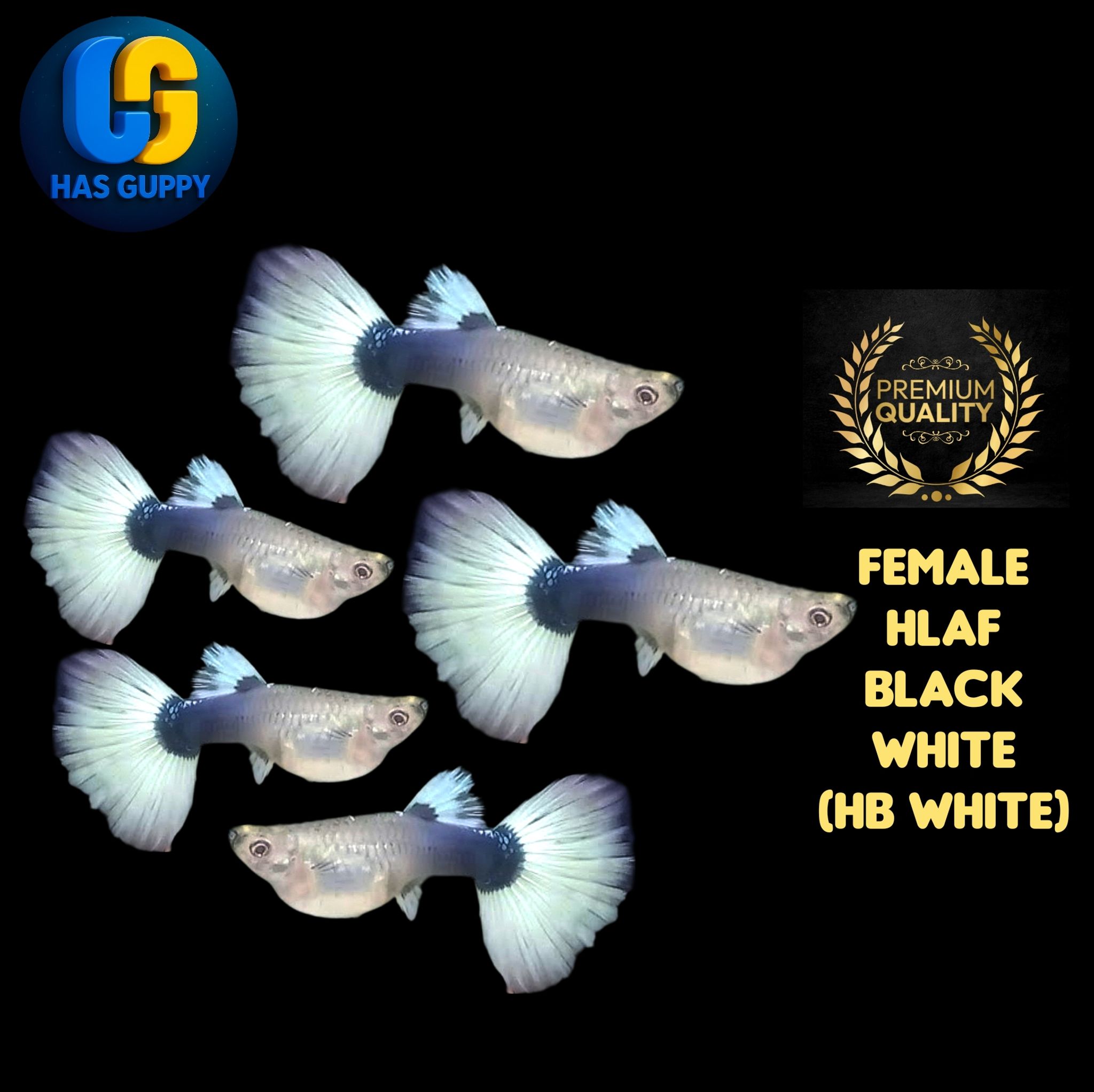 GUPPY HALF BLACK WHITE ( HB WHITE ) 1PAIR / 1MALLE + 1FEMALE