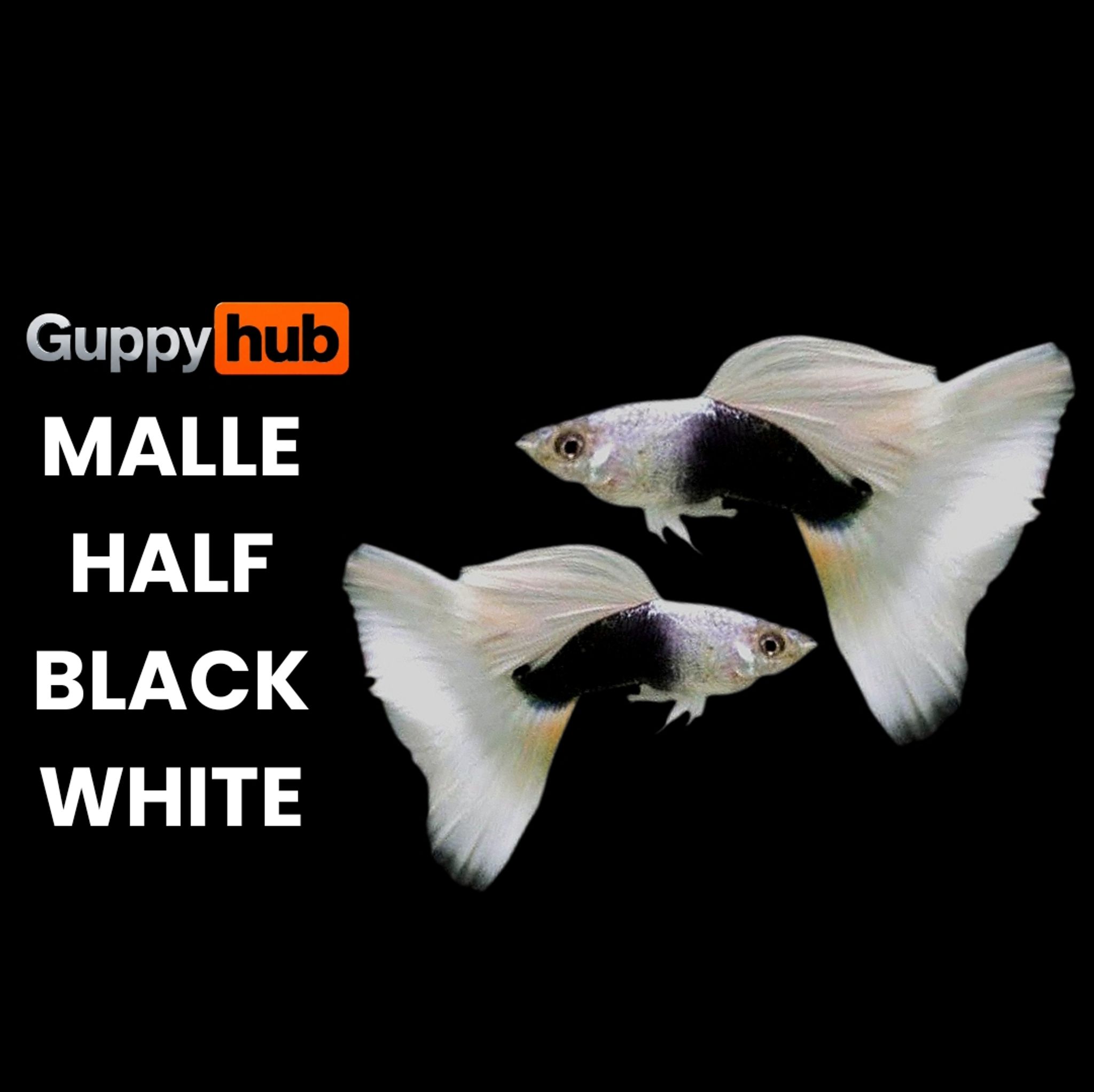 GUPPY HALF BLACK WHITE (HB WHITE)