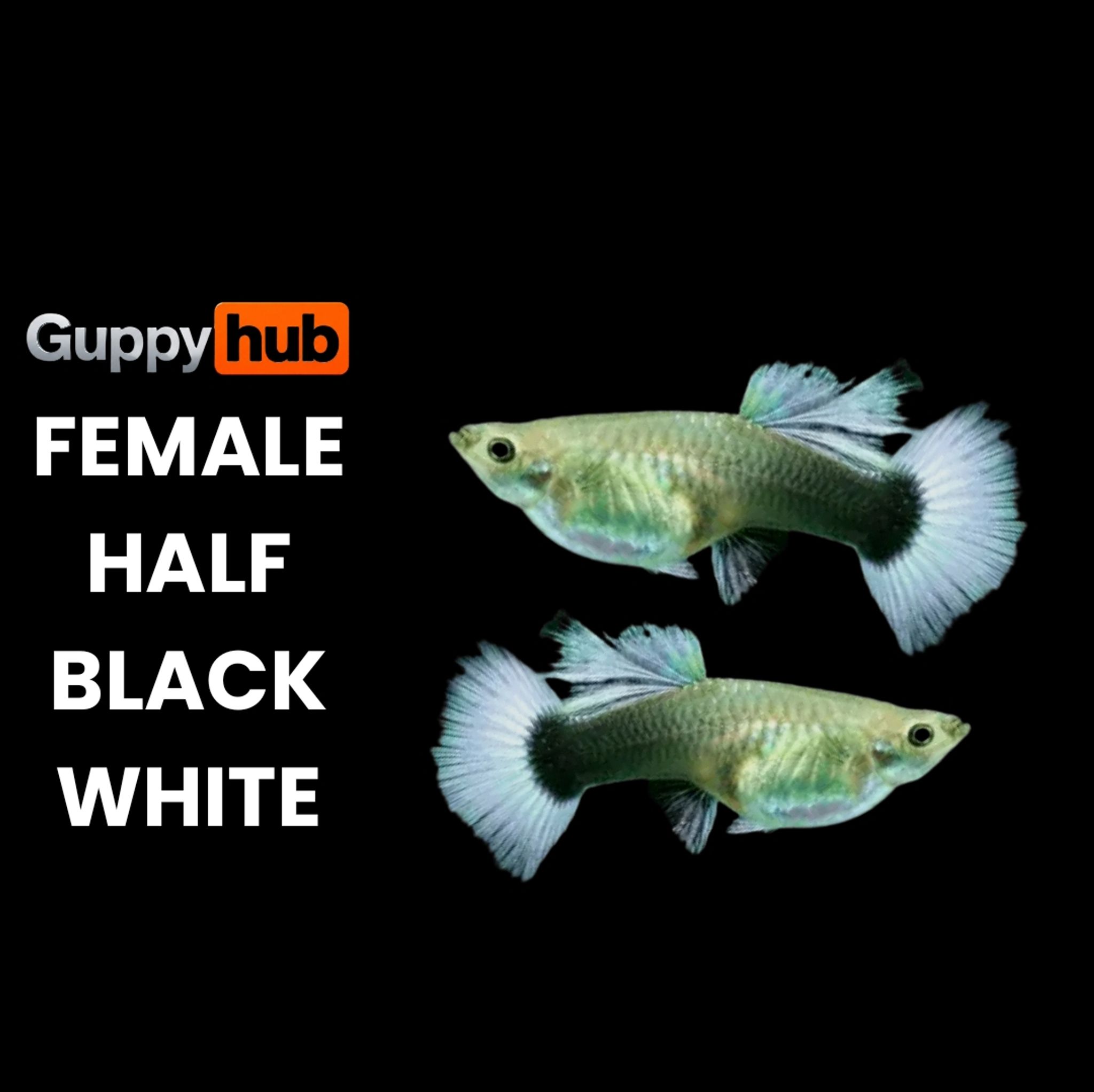 GUPPY HALF BLACK WHITE (HB WHITE)