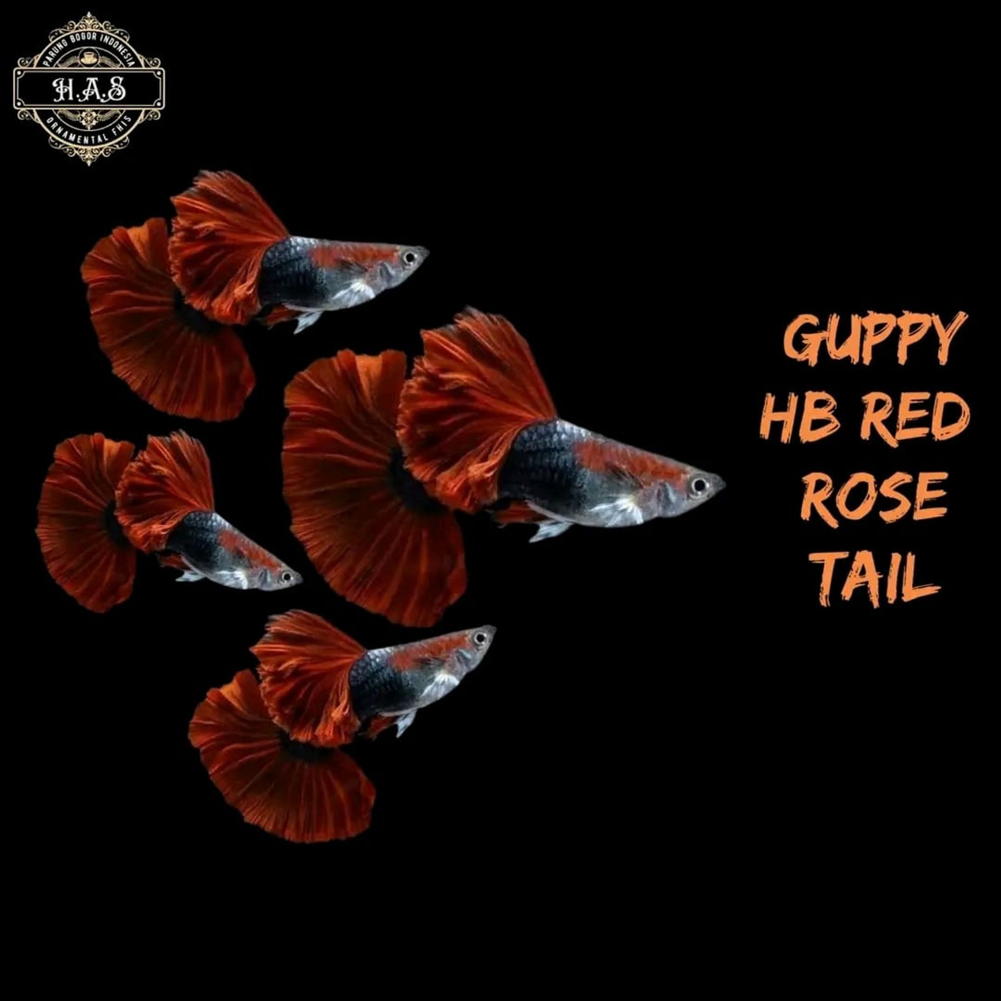 GUPPY HB RED ROSE TAIL 1 PAIR / 1MALE 1FEMALE