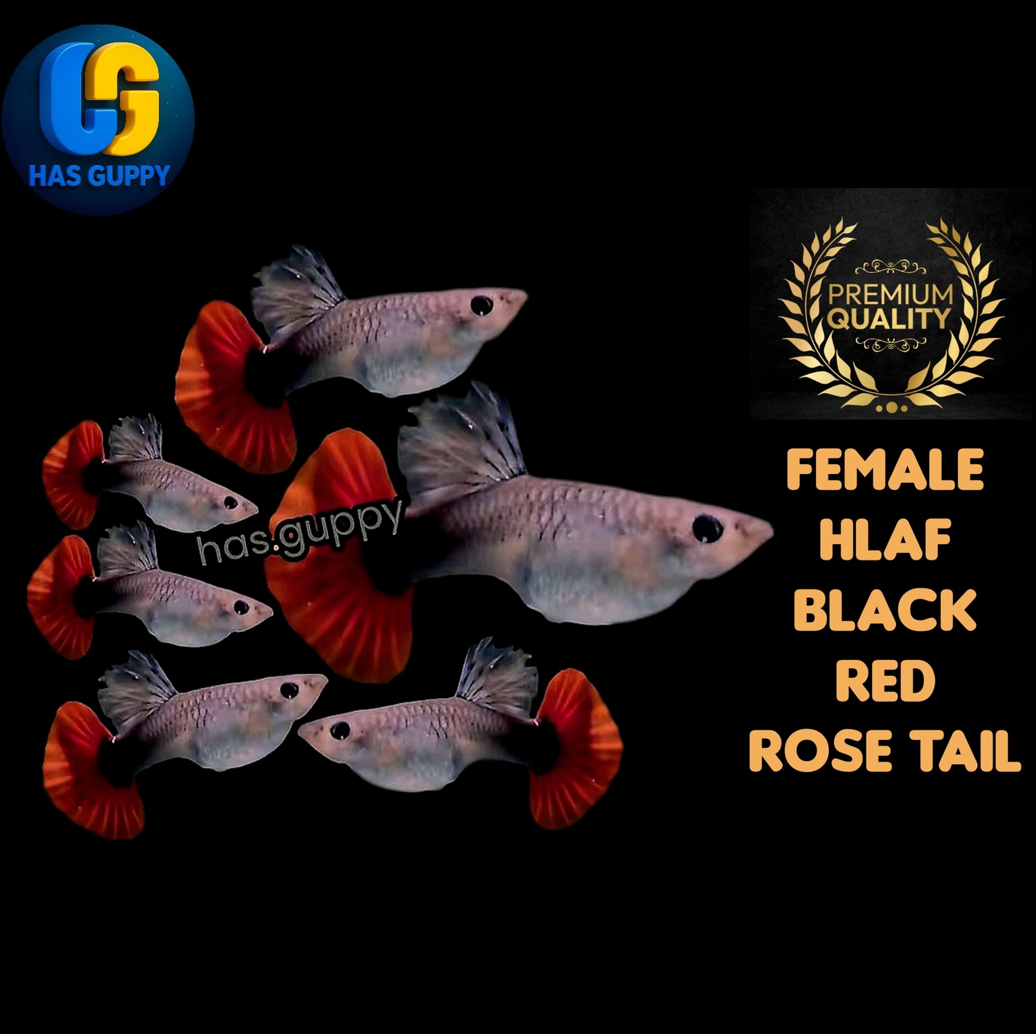 GUPPY HB RED ROSE TAIL 1PAIR / 1MALE + 1FEMALE