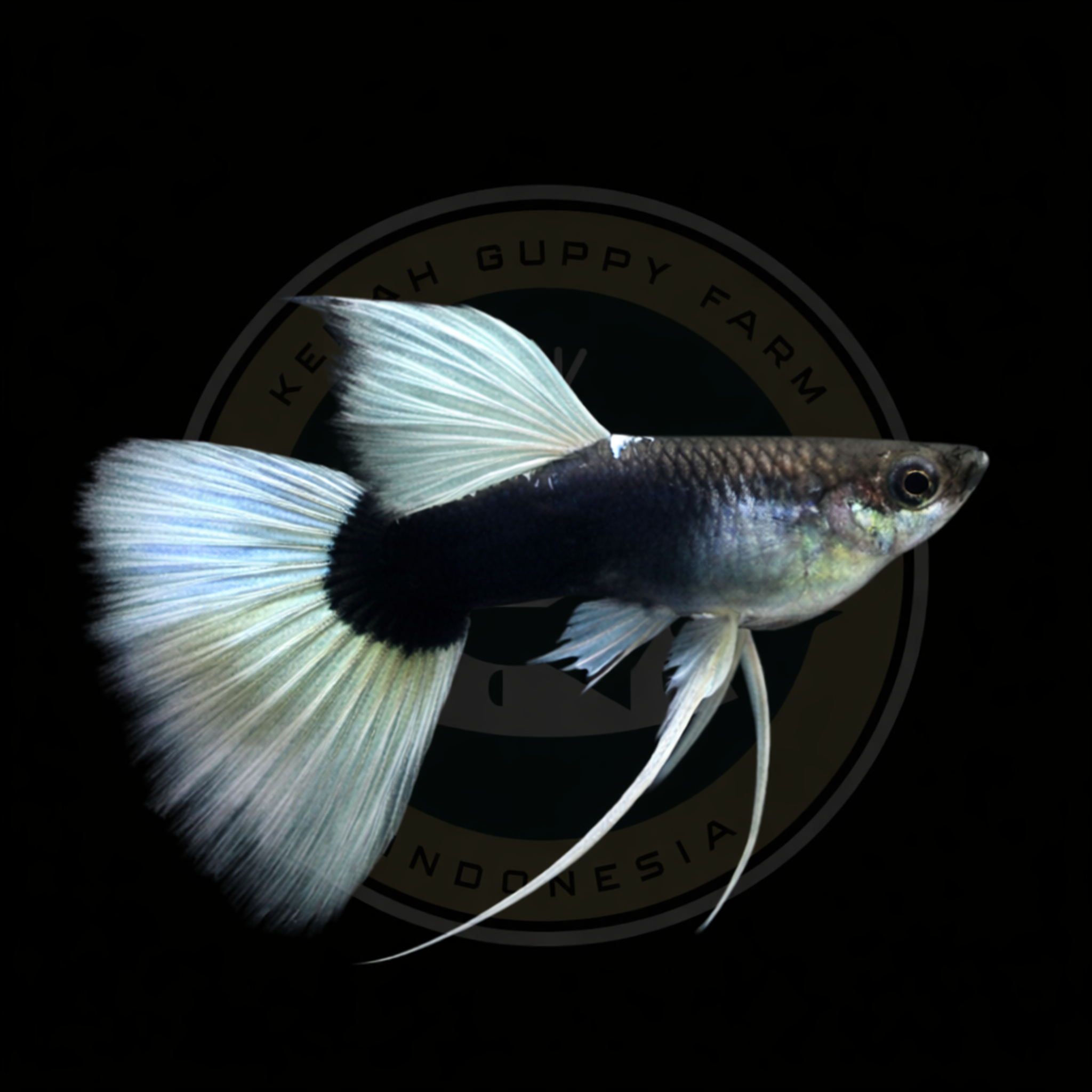GUPPY HB WHITE RIBBON FINC (TUXEDO WHITE)