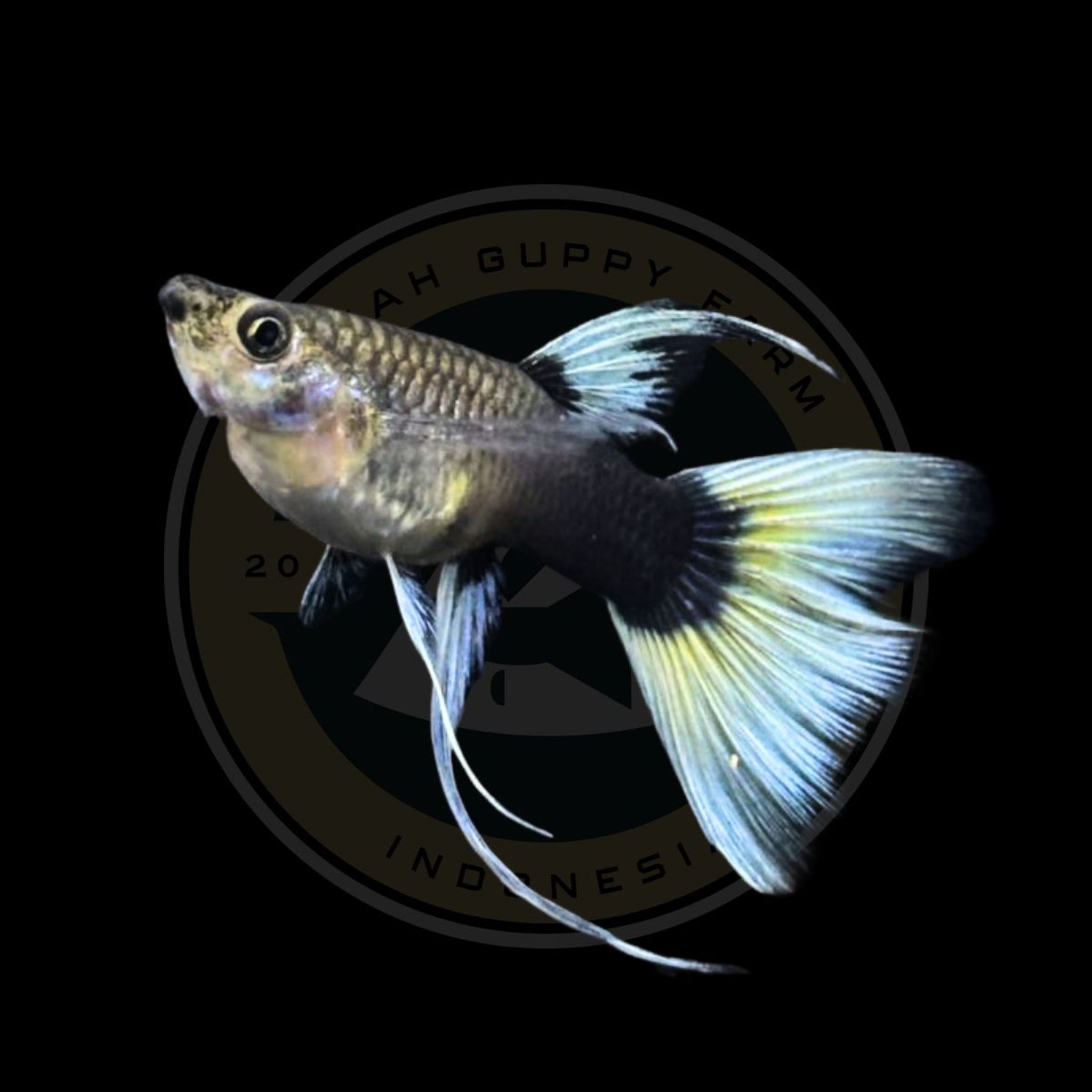 GUPPY HB WHITE RIBBON FINC (TUXEDO WHITE)