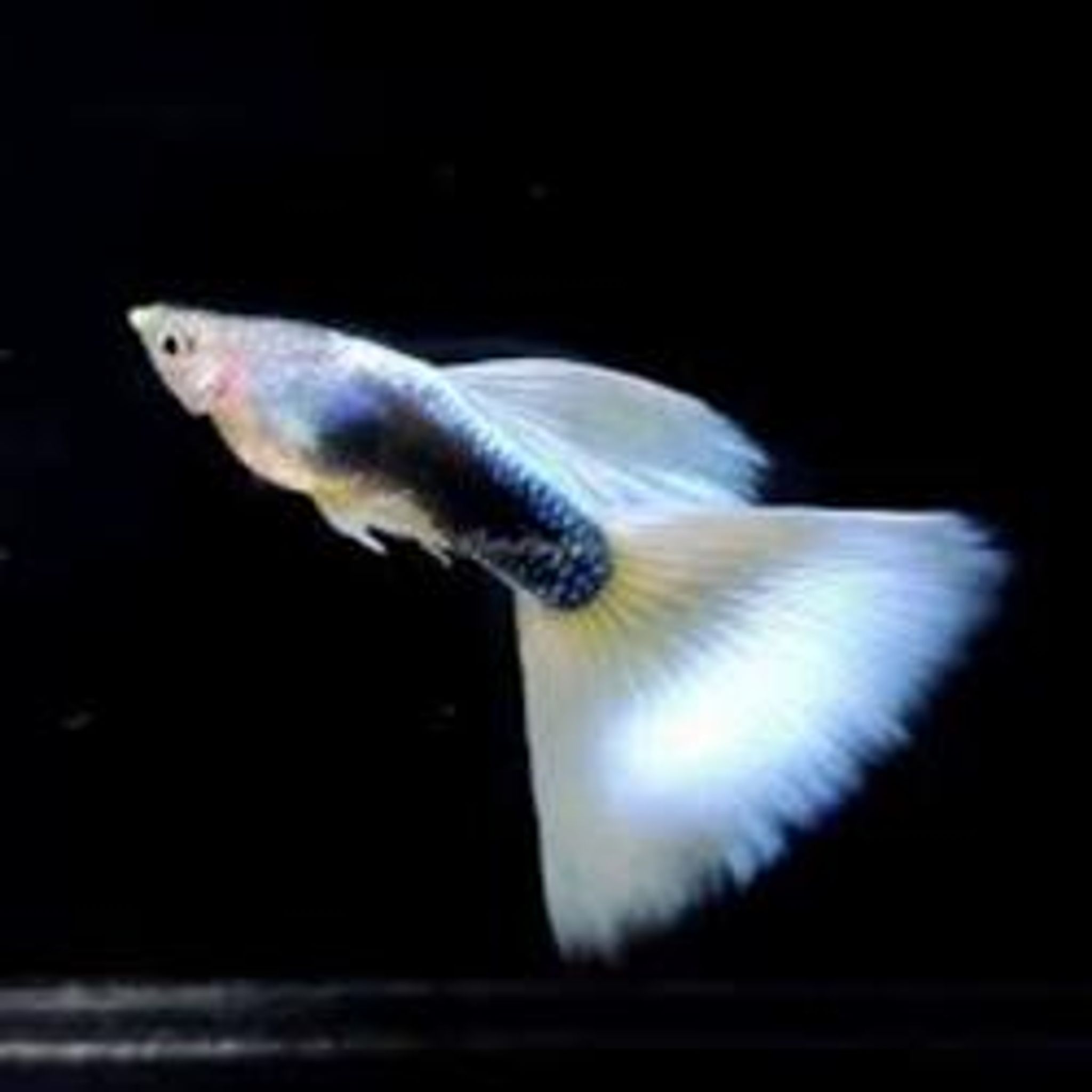 GUPPY HB WHITE