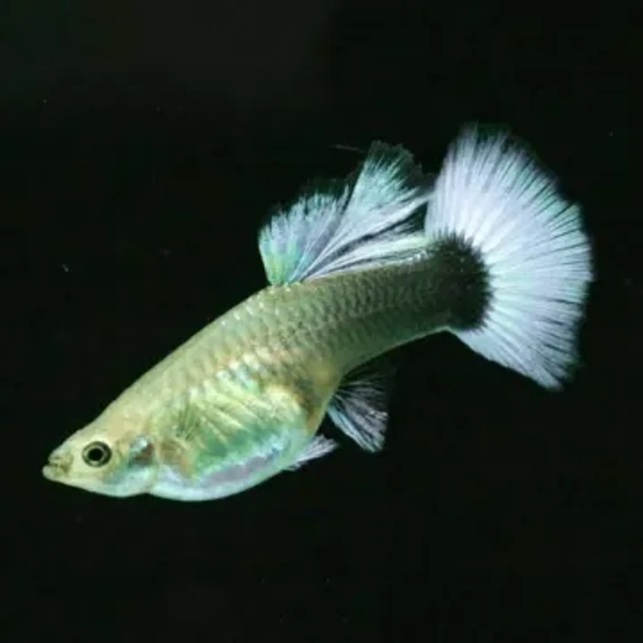 GUPPY HB WHITE