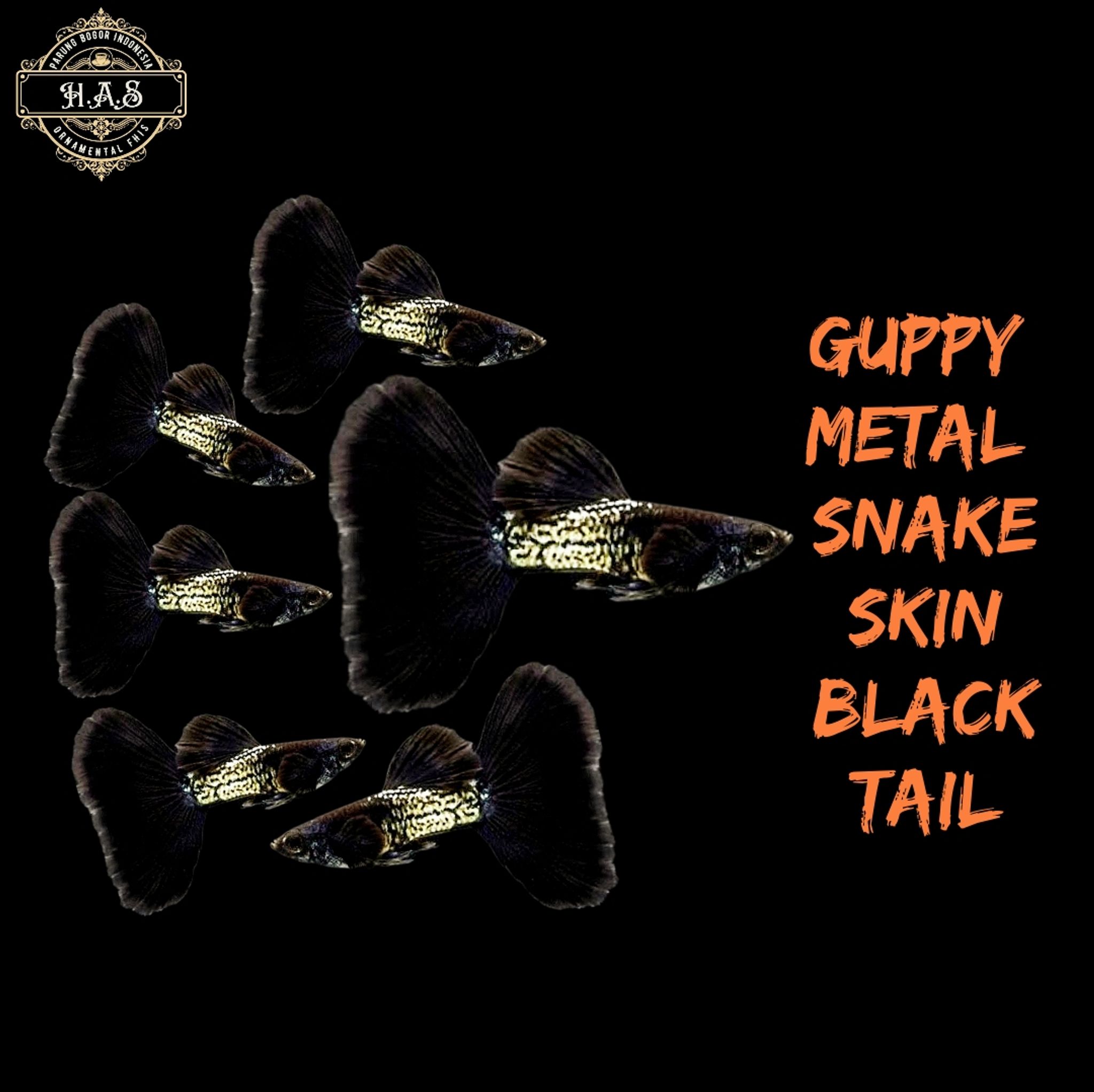 GUPPY METAL SNAKE SKIN BLACK TAIL (MSSBT) 1PAIR / 1MALE 1FEMALE