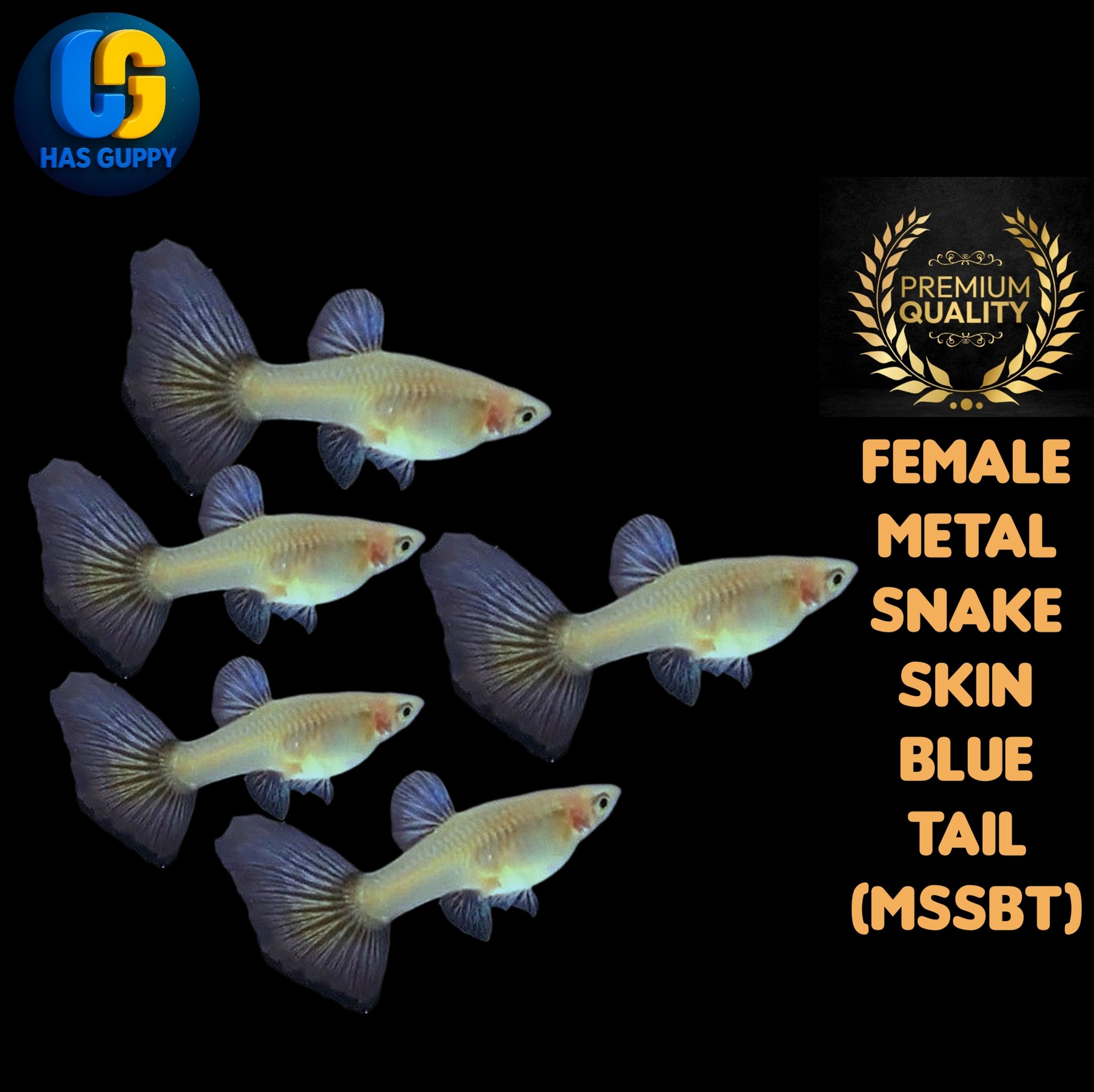 GUPPY METAL SNAKE SKIN BLUE TAIL 1PAIR / 1MALLE + 1FEMALE