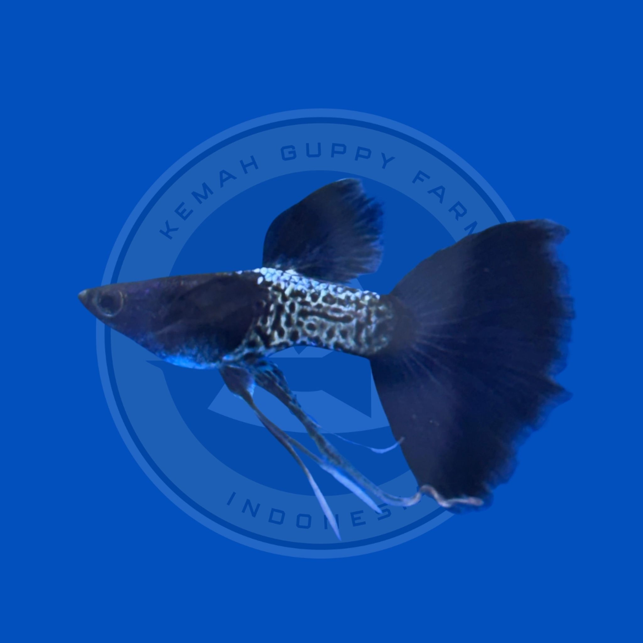 GUPPY MSSBT RIBBON (METAL SNAKE SKIN BLUE TAIL)