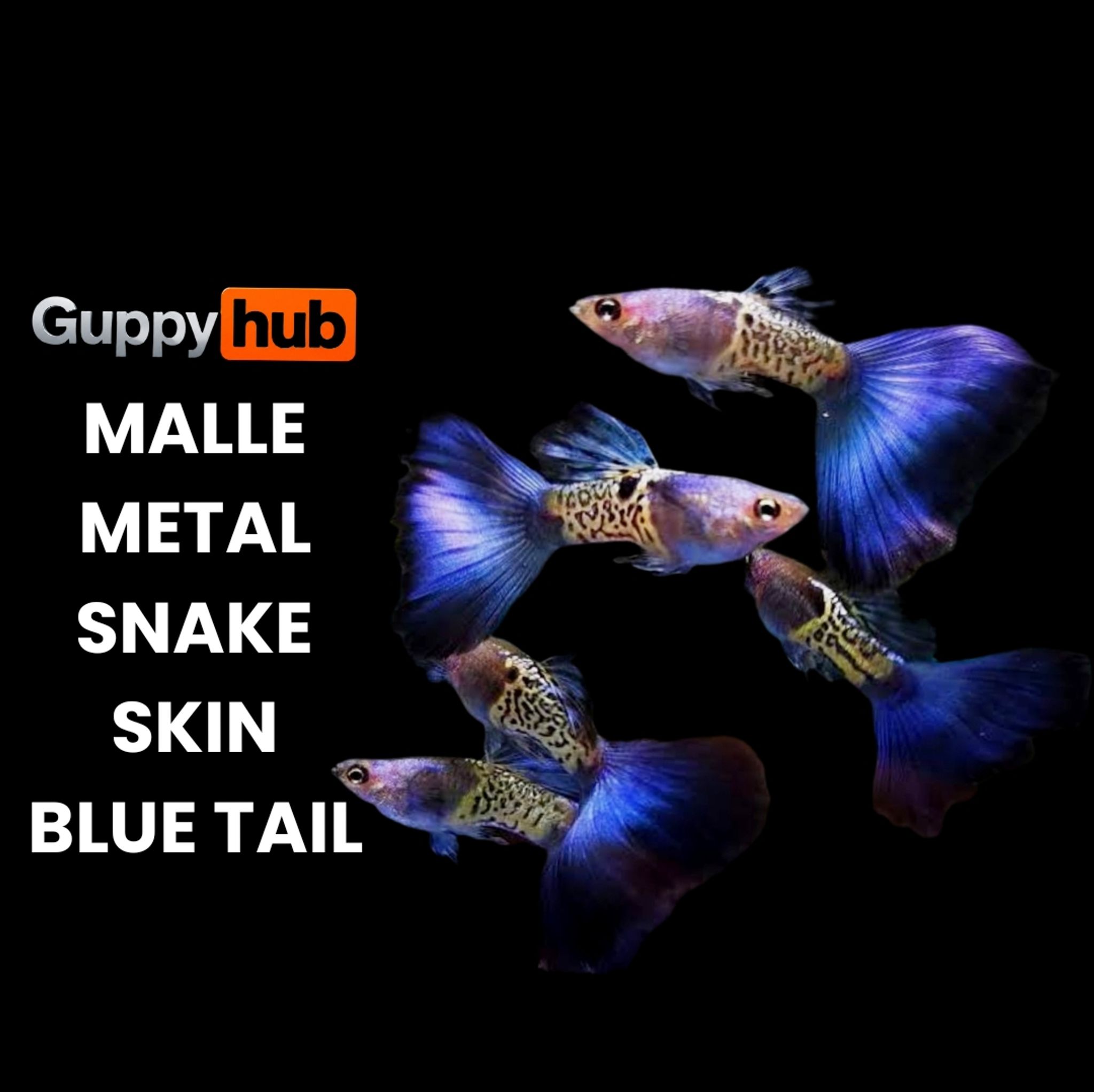GUPPY METAL SNAKE SKIN BLUE TAIL