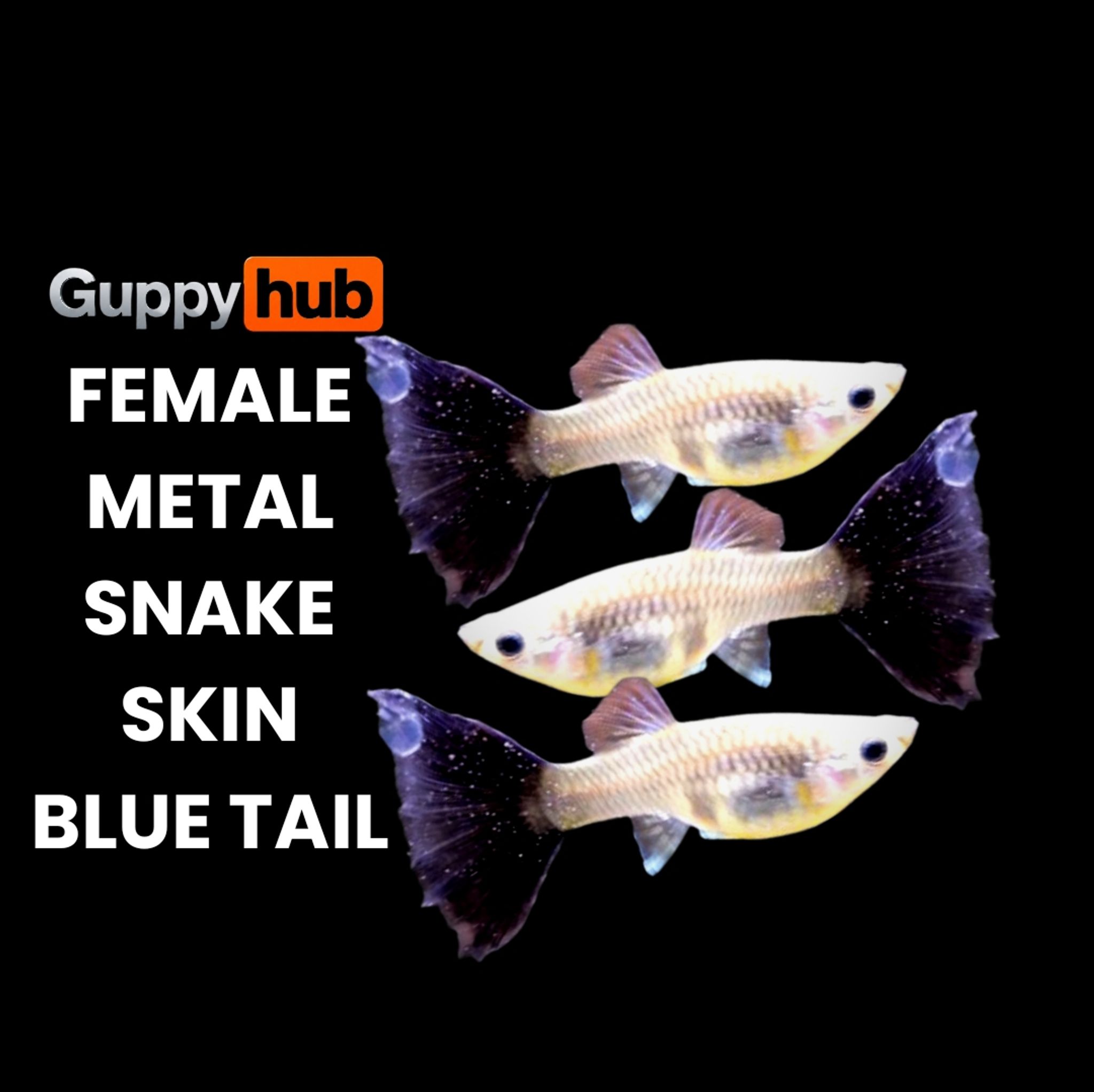 GUPPY METAL SNAKE SKIN BLUE TAIL