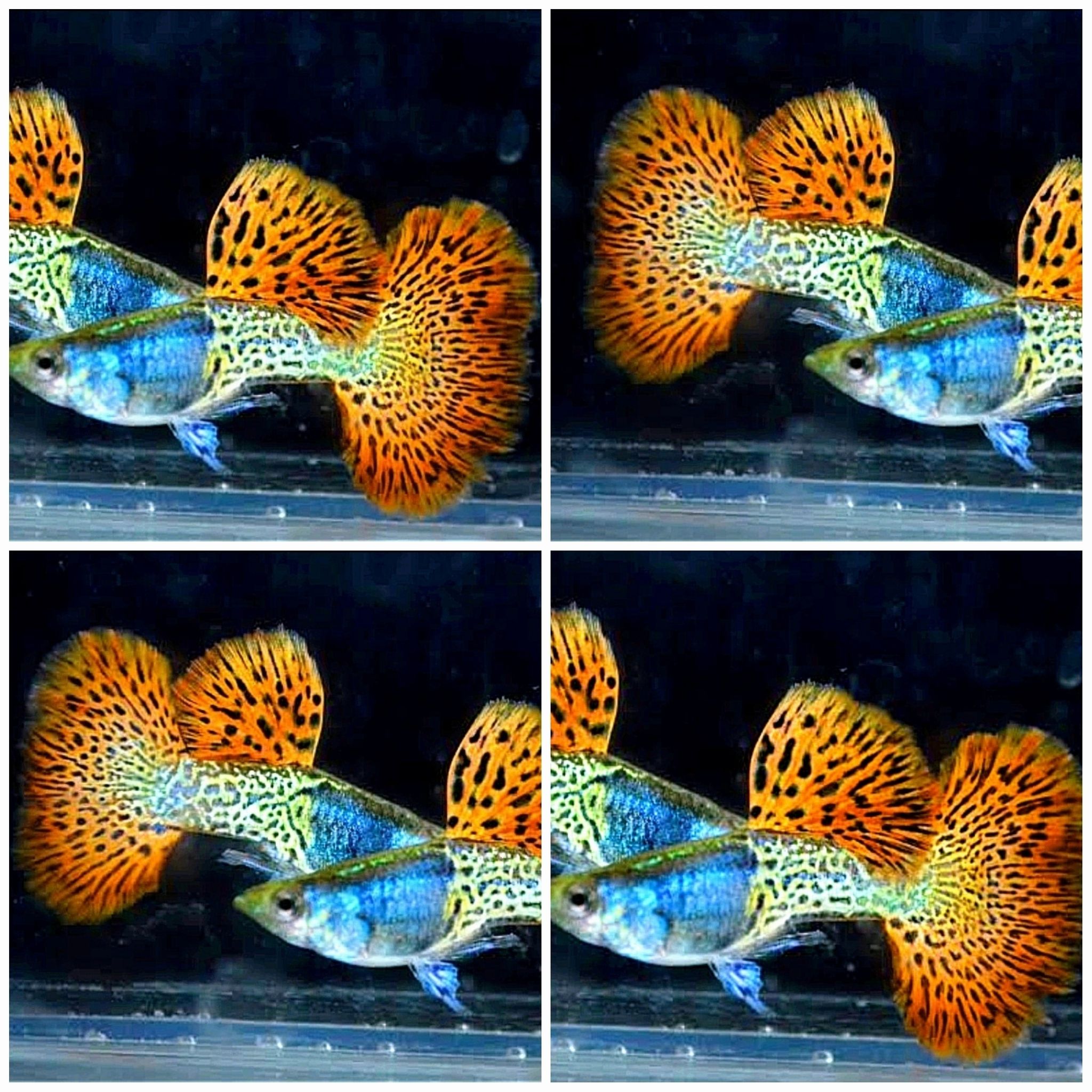 Higher Care GUPPY METAL