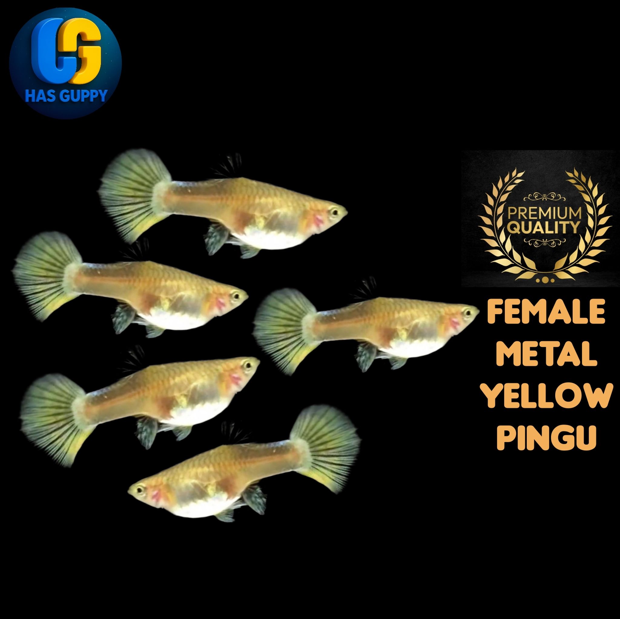 GUPPY METAL YELLOW PINGU 1PAIR / 1MALLE + 1FEMALE