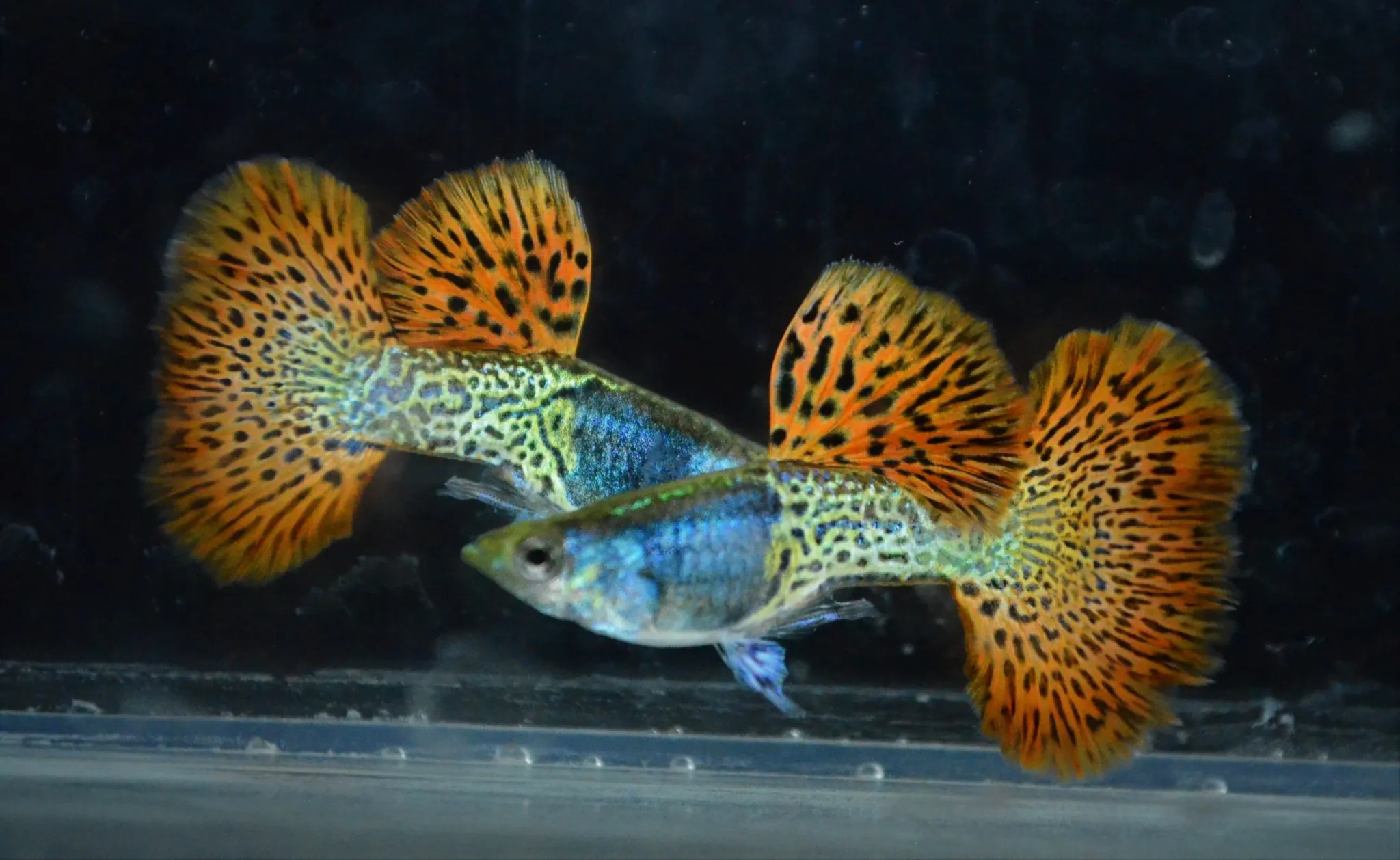 Higher Care GUPPY METAL