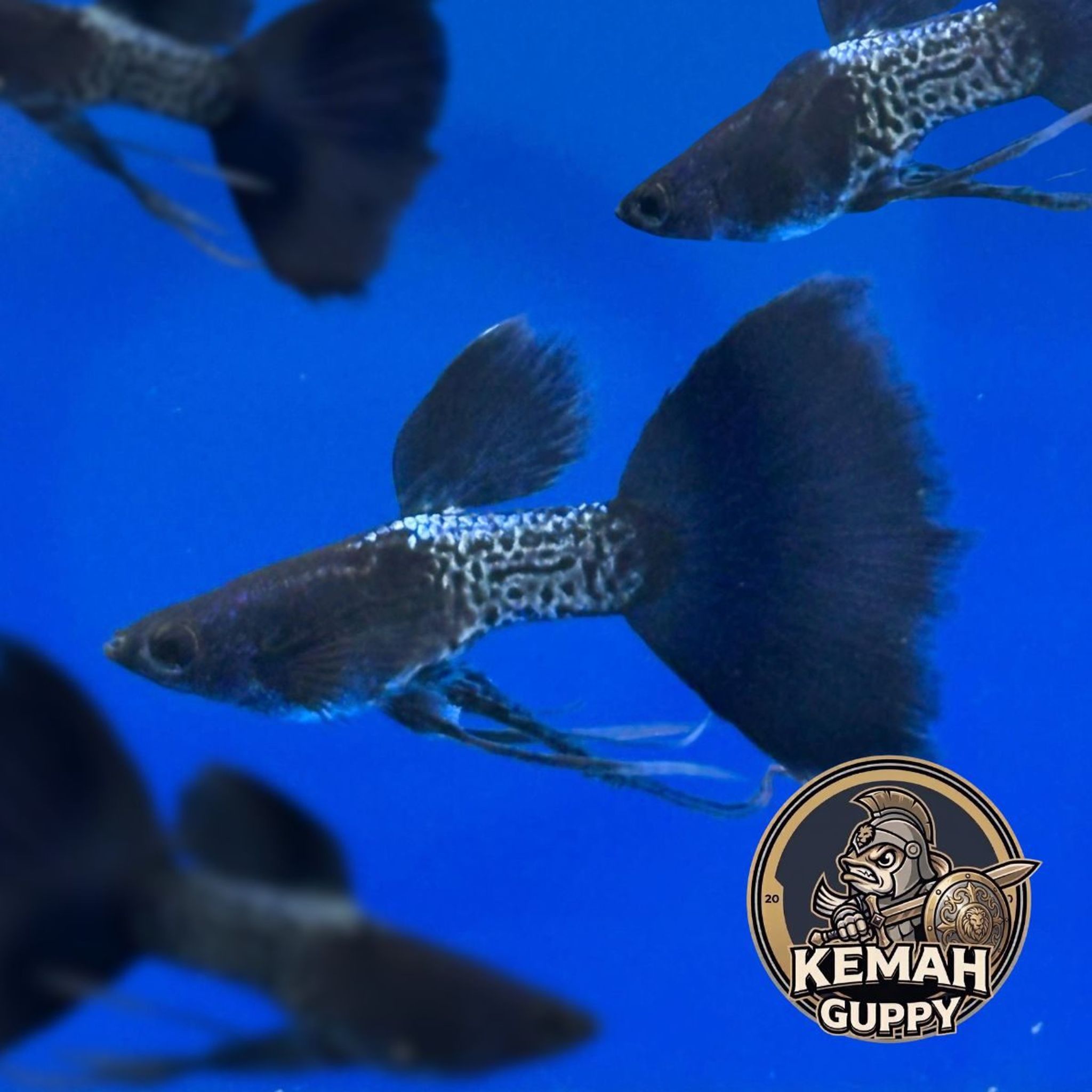 GUPPY MSSBT RIBBON (METAL SNAKE SKIN BLUE TAIL)