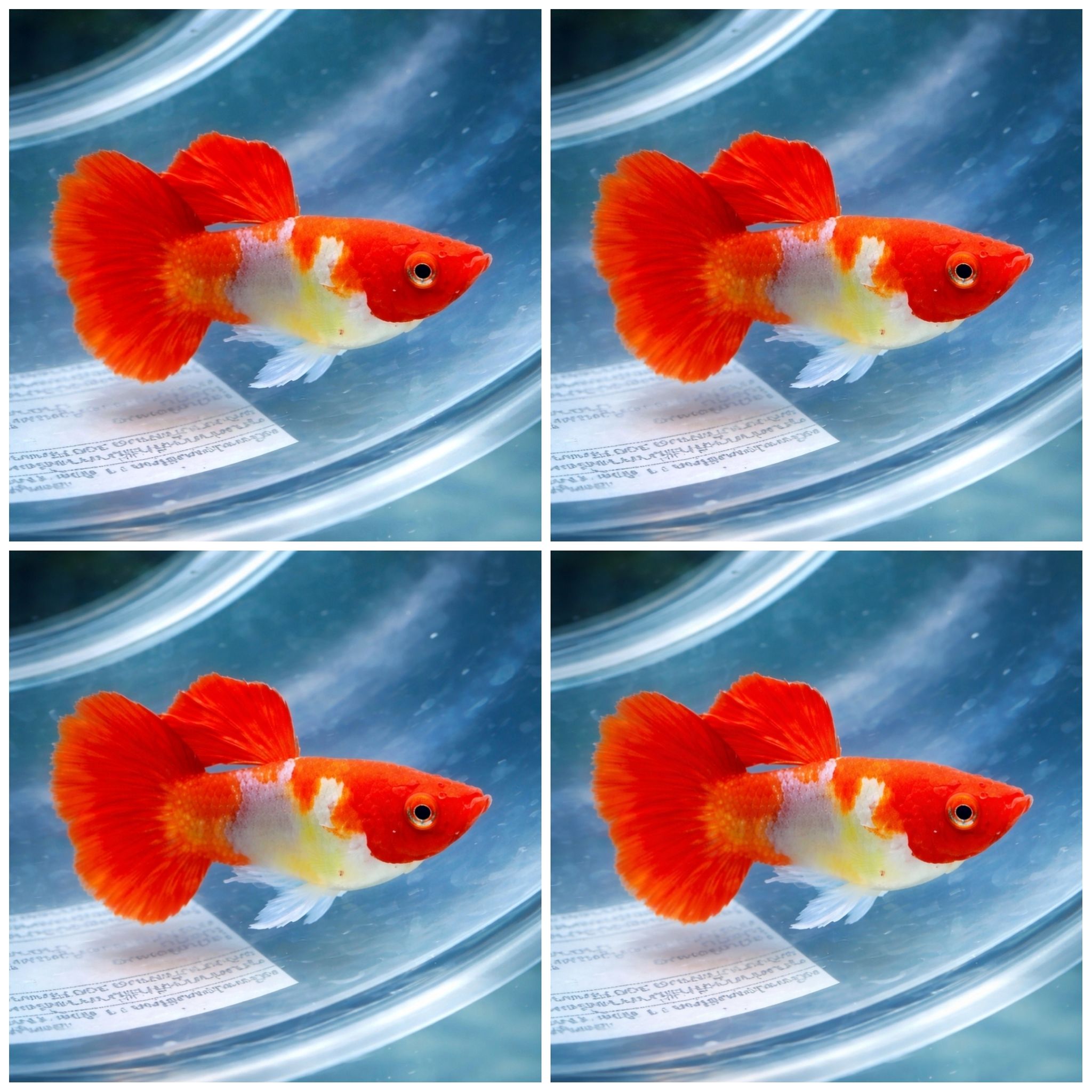 GUPPY NEMO KOI/ BLONDE KOI