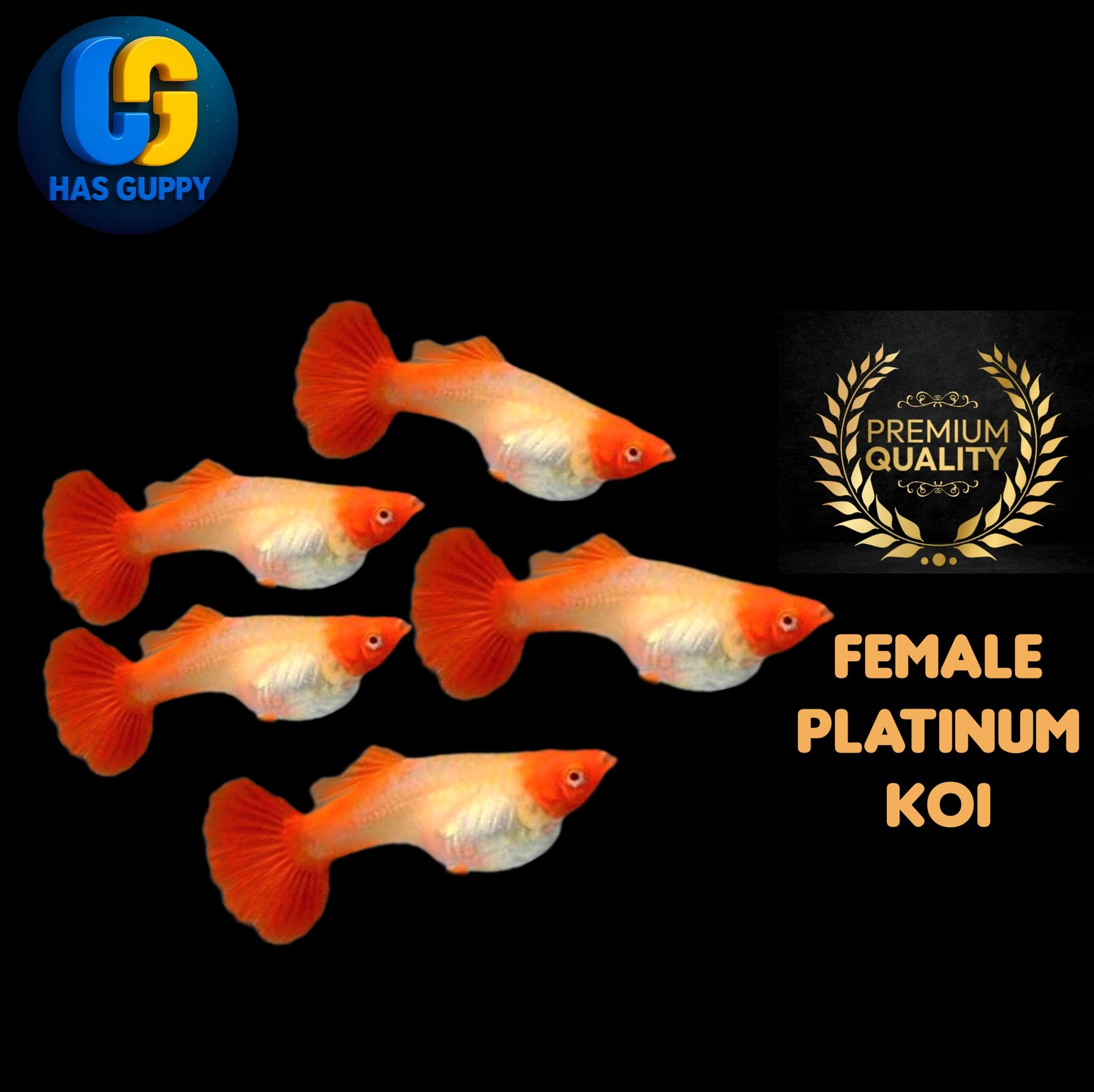 GUPPY PLATINUM KOI 1PAIR / 1MALLE + 1FEMALE