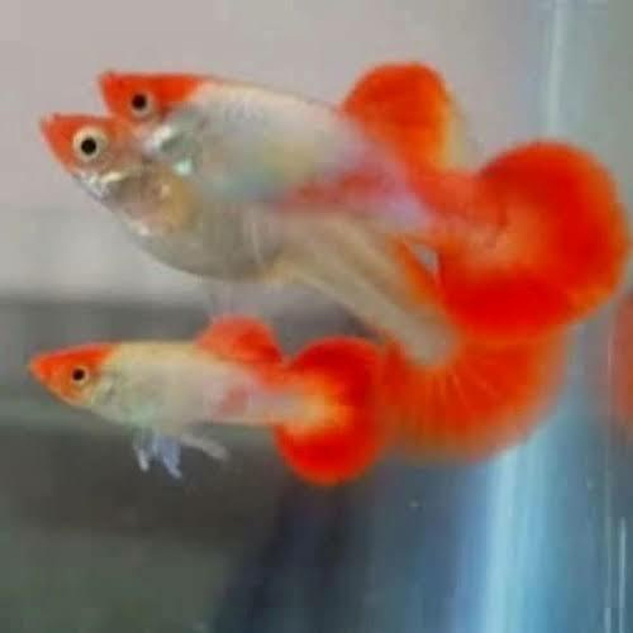 Higher Care GUPPY PLATINUM KOI