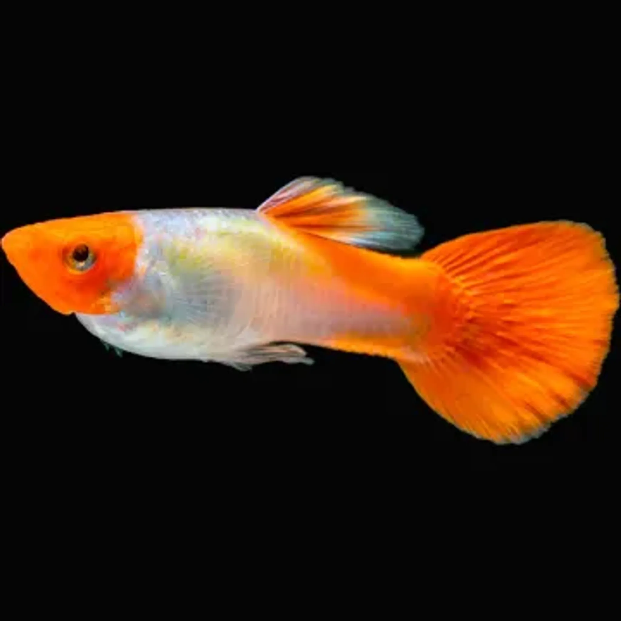 Higher Care GUPPY PLATINUM KOI