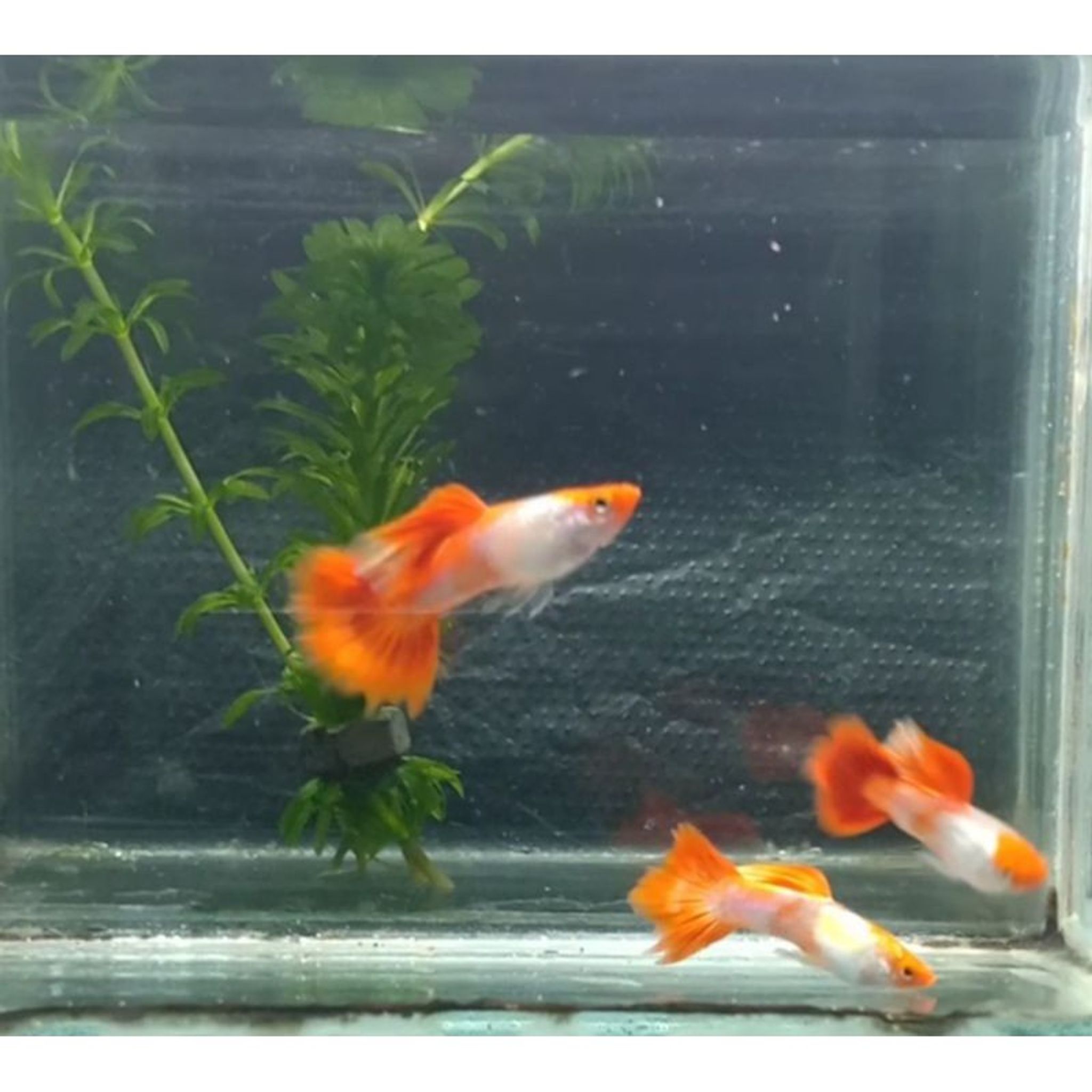 Higher Care GUPPY PLATINUM KOI