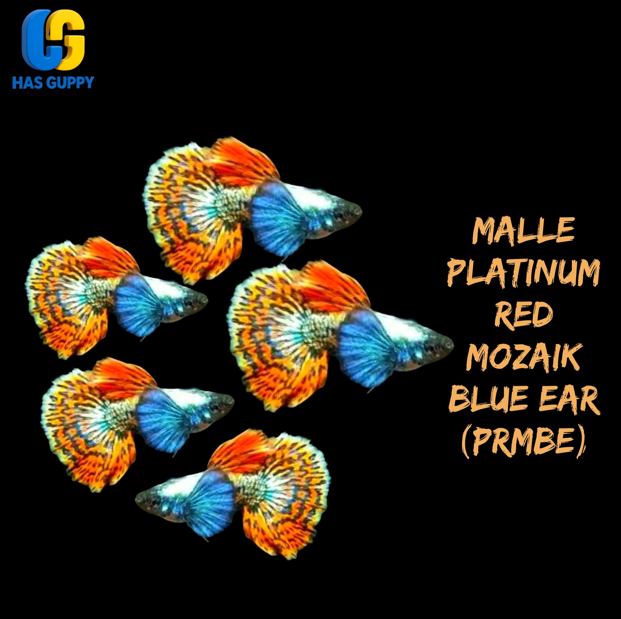 GUPPY PLATINUM RED MOZAIK BLUE EAR (PRMBE)