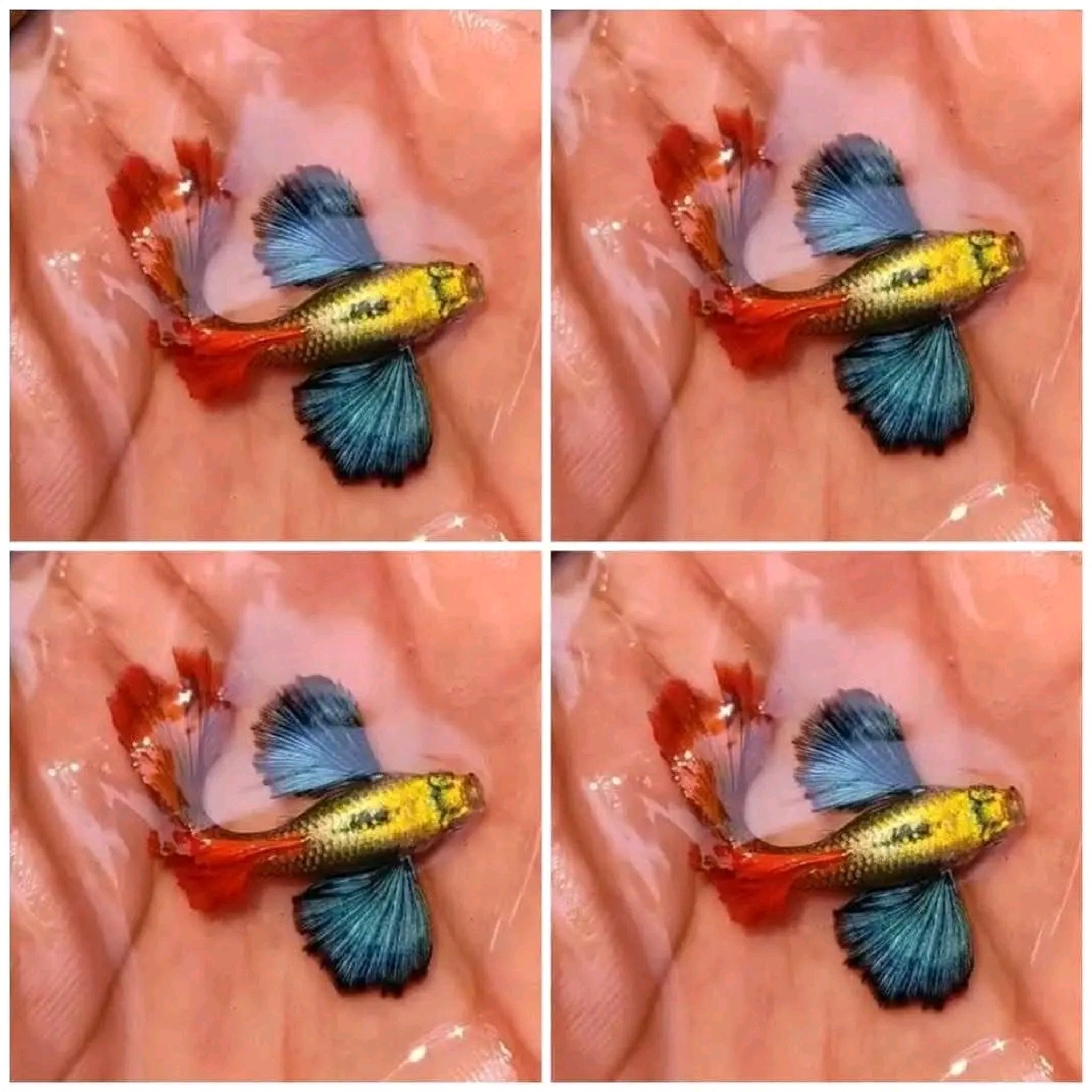 GUPPY PLATINUM RED TAIL DUMBO EAR (PRTDE)
