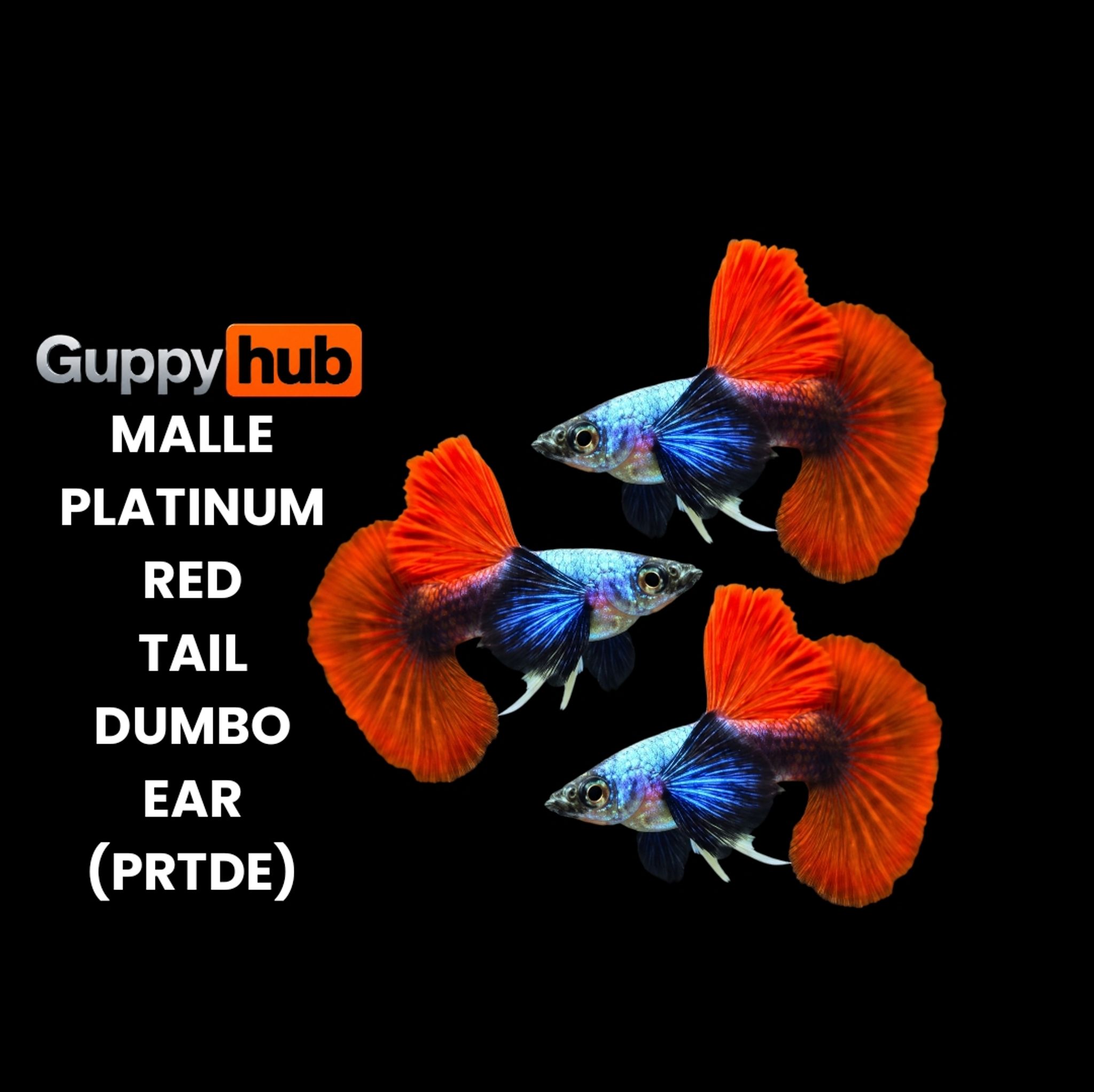 GUPPY PLATINUM RED TAIL DUMBO EAR