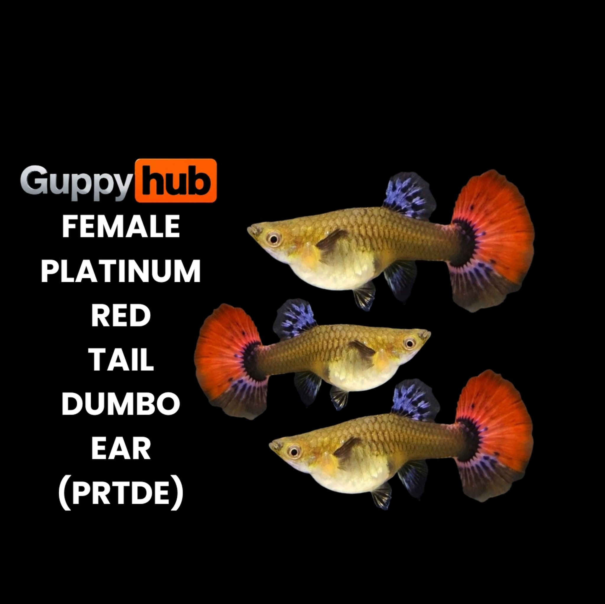 GUPPY PLATINUM RED TAIL DUMBO EAR