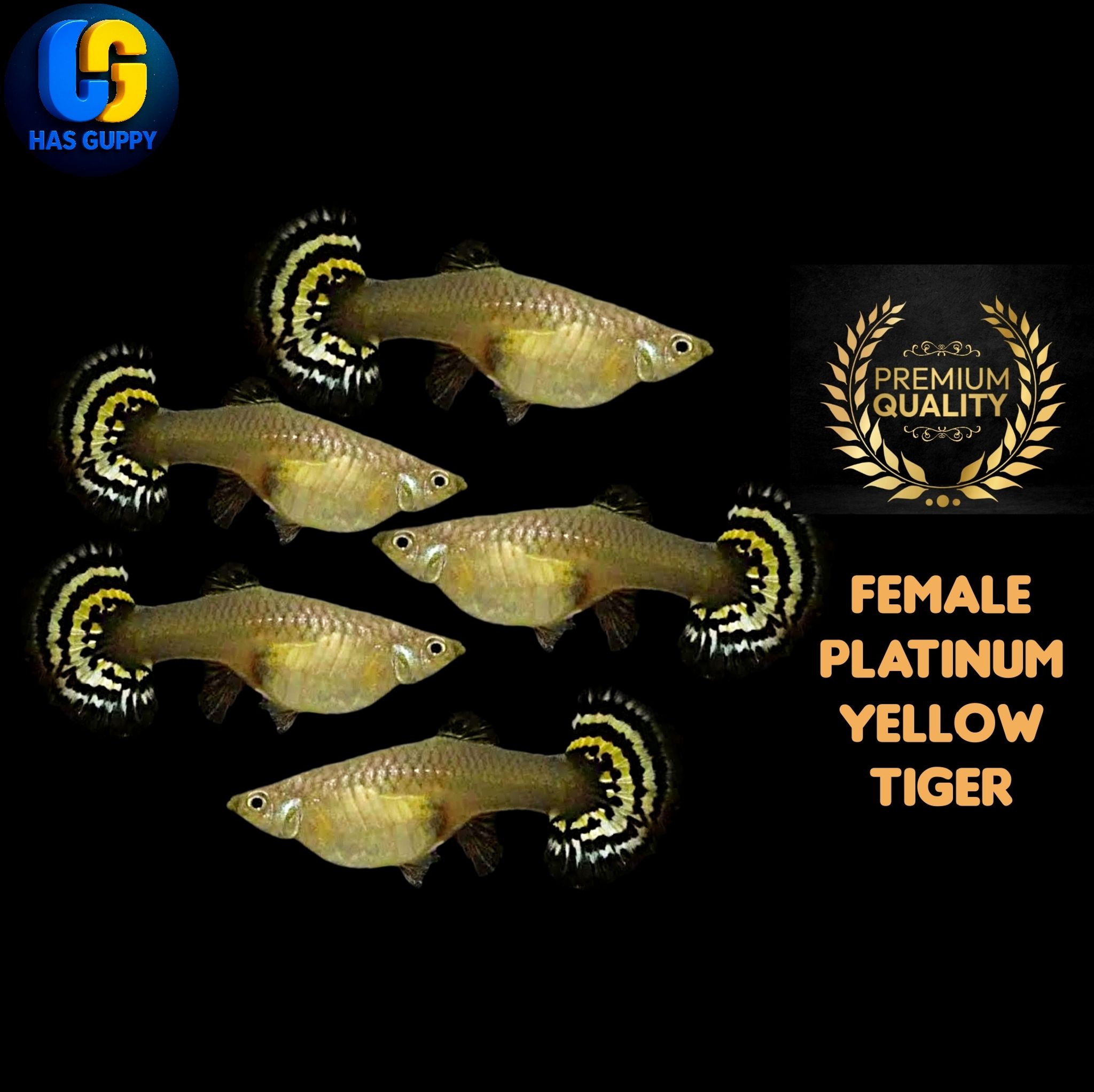 GUPPY PLATINUM YELLOW TIGER 1PAIR / 1MALE + 1FEMALE
