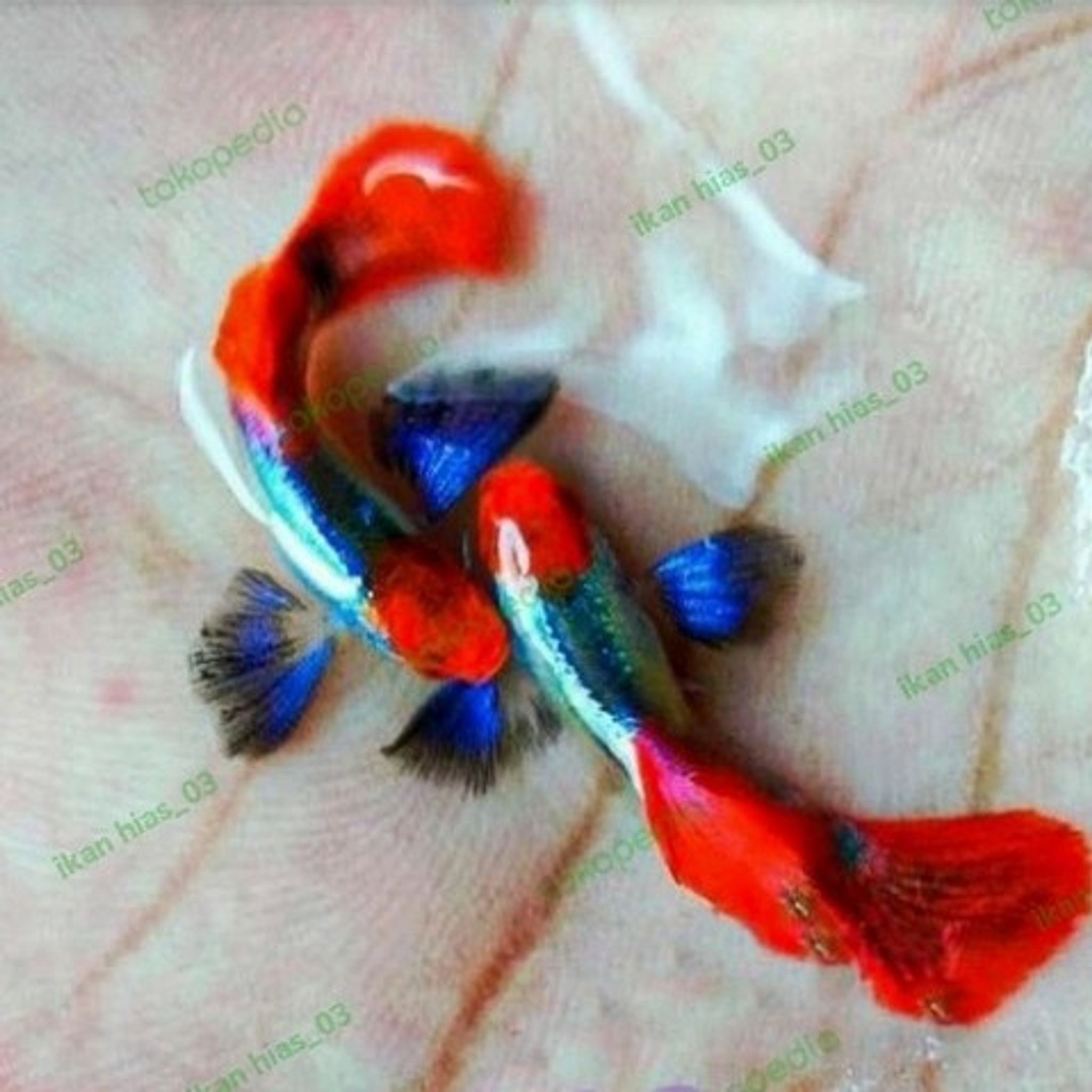Higher Care GUPPY PRTDE DARK KOI