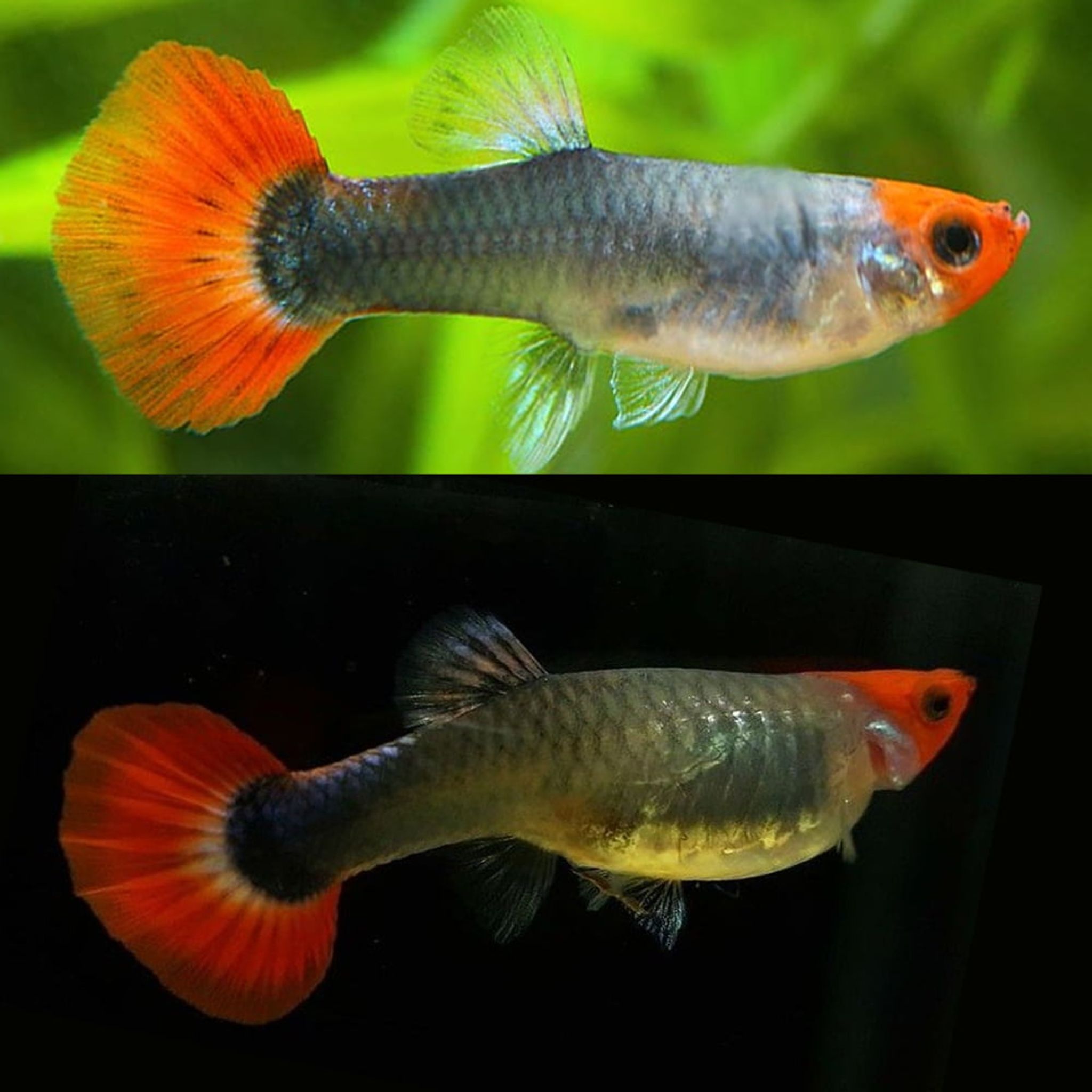 Higher Care GUPPY PRTDE DARK KOI