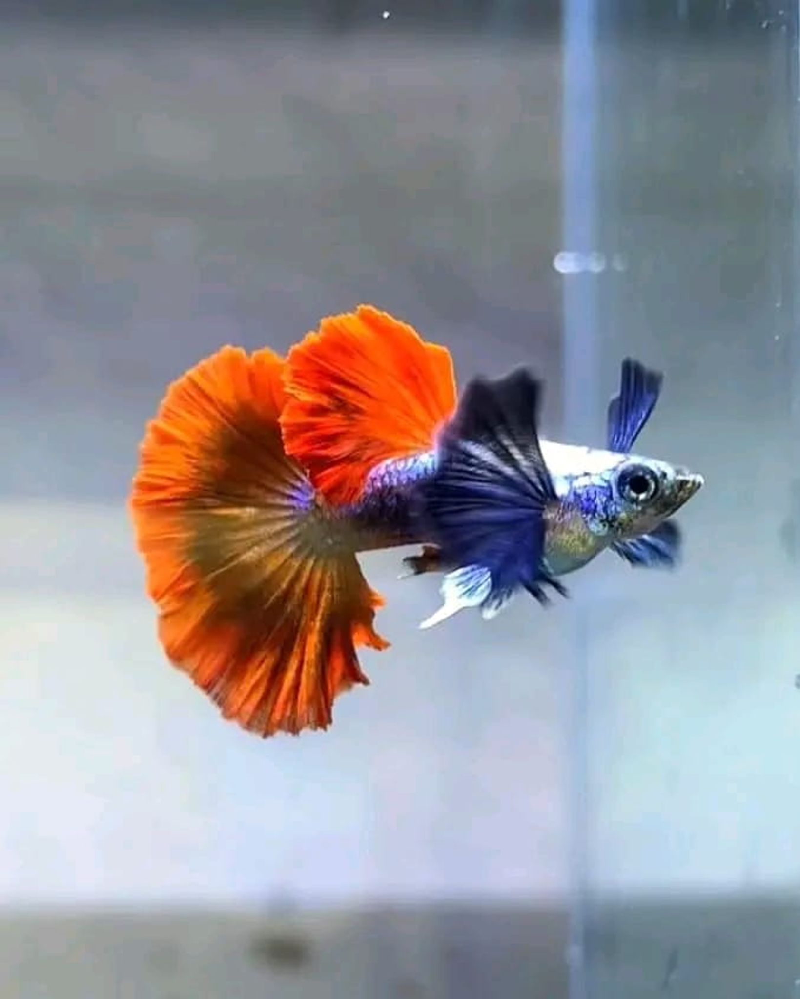 GUPPY PRTDE HALFMON
