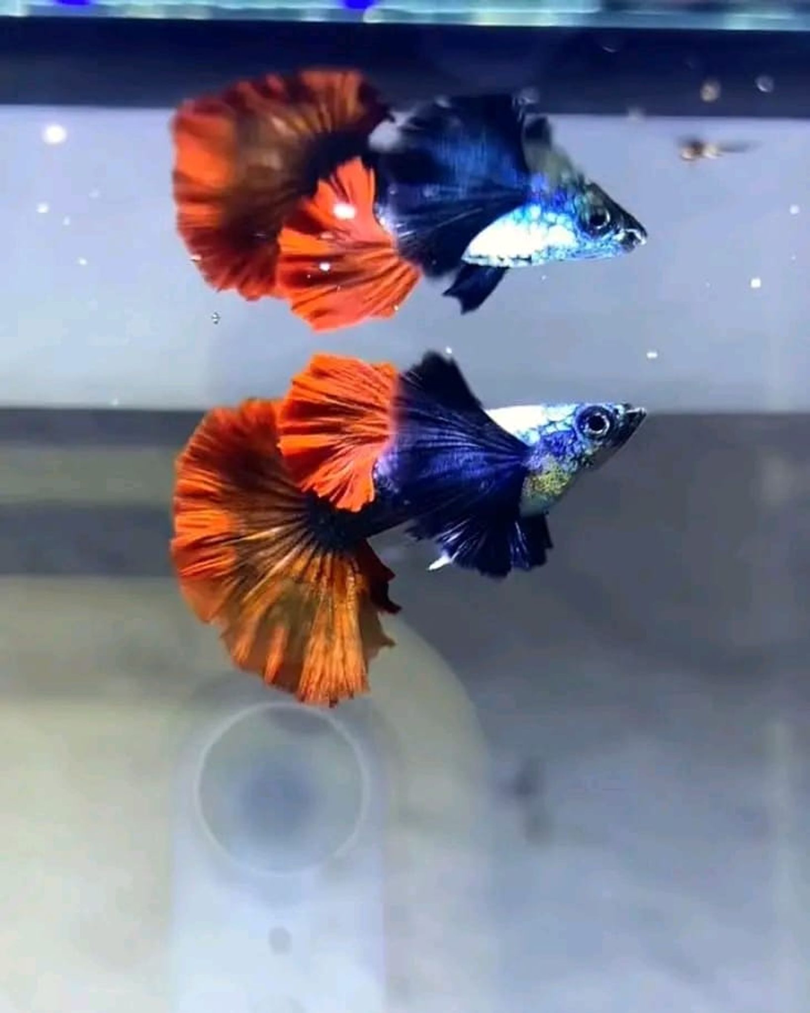 GUPPY PRTDE HALFMON