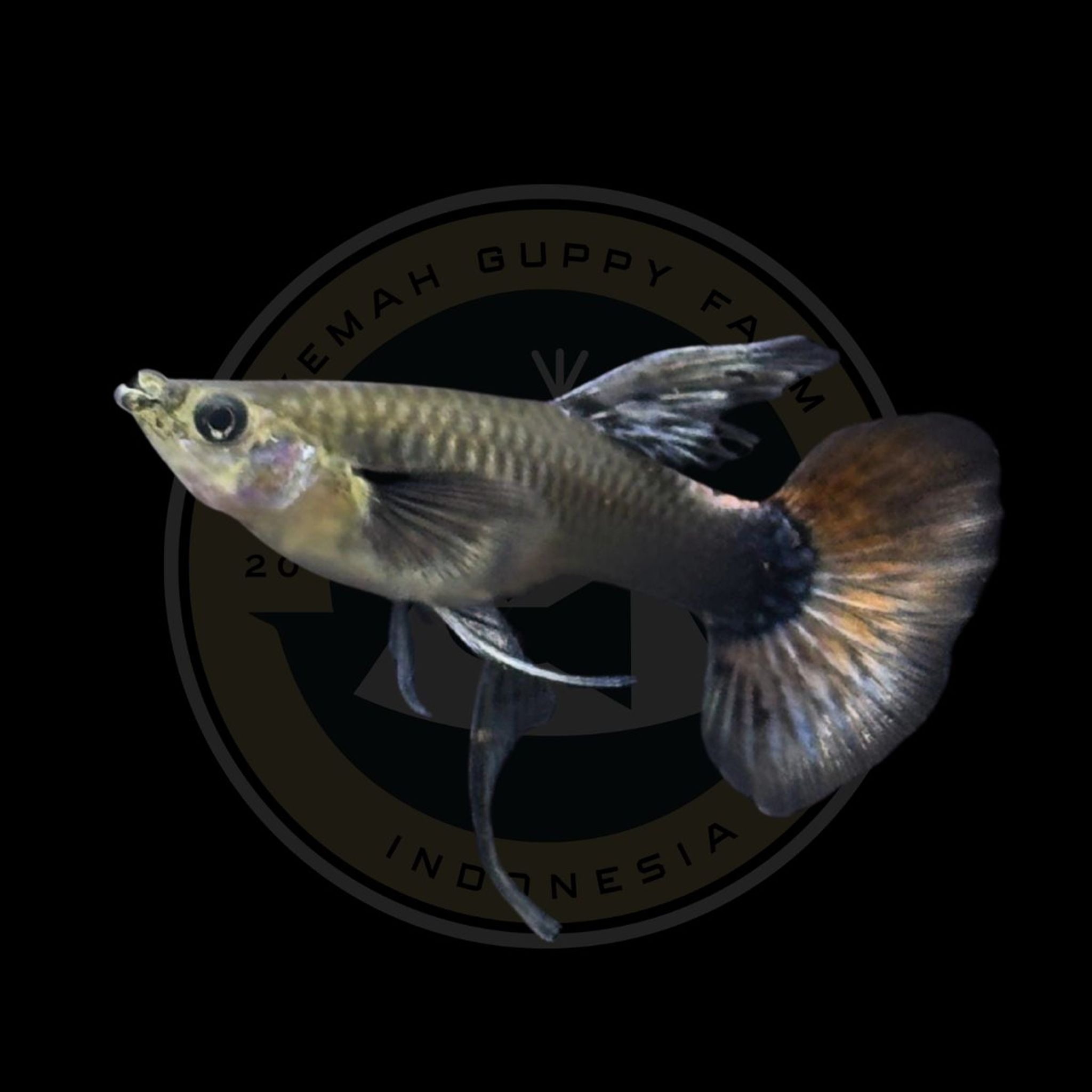 GUPPY PRTDE RIBBON