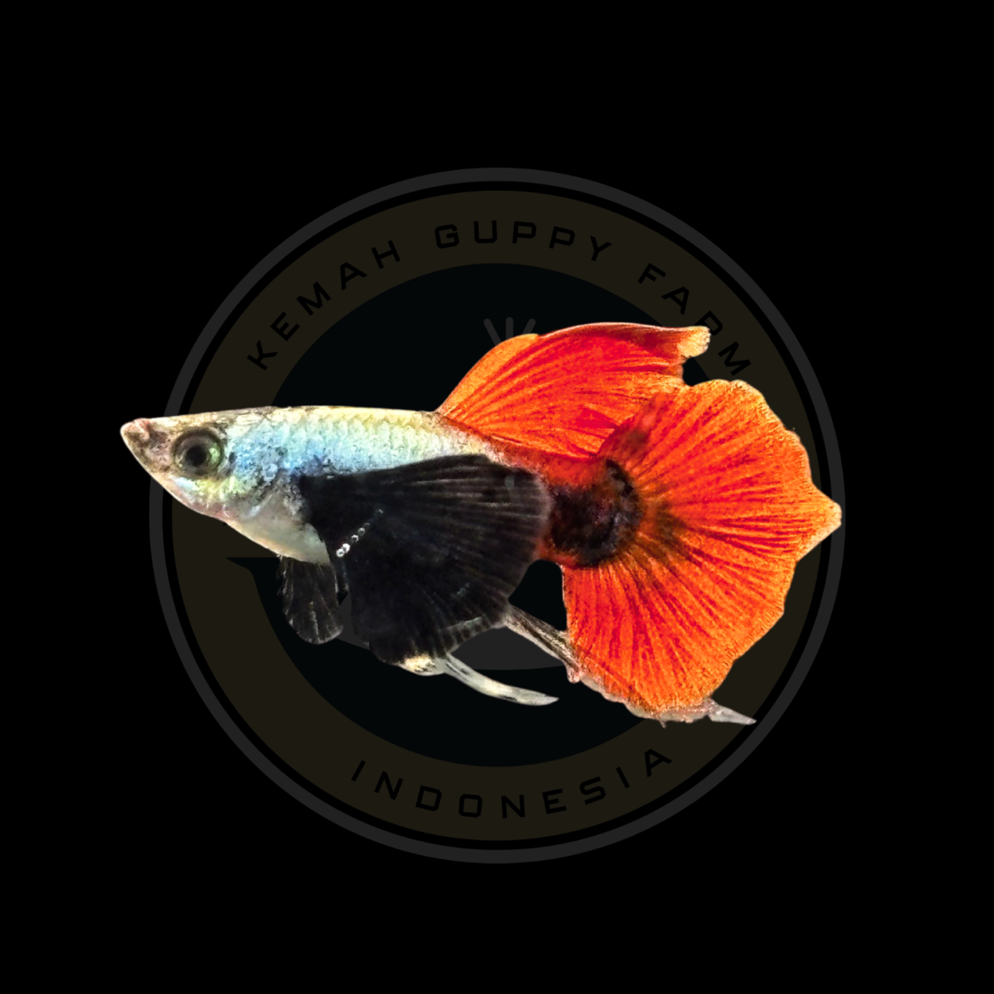 GUPPY PRTDE RIBBON