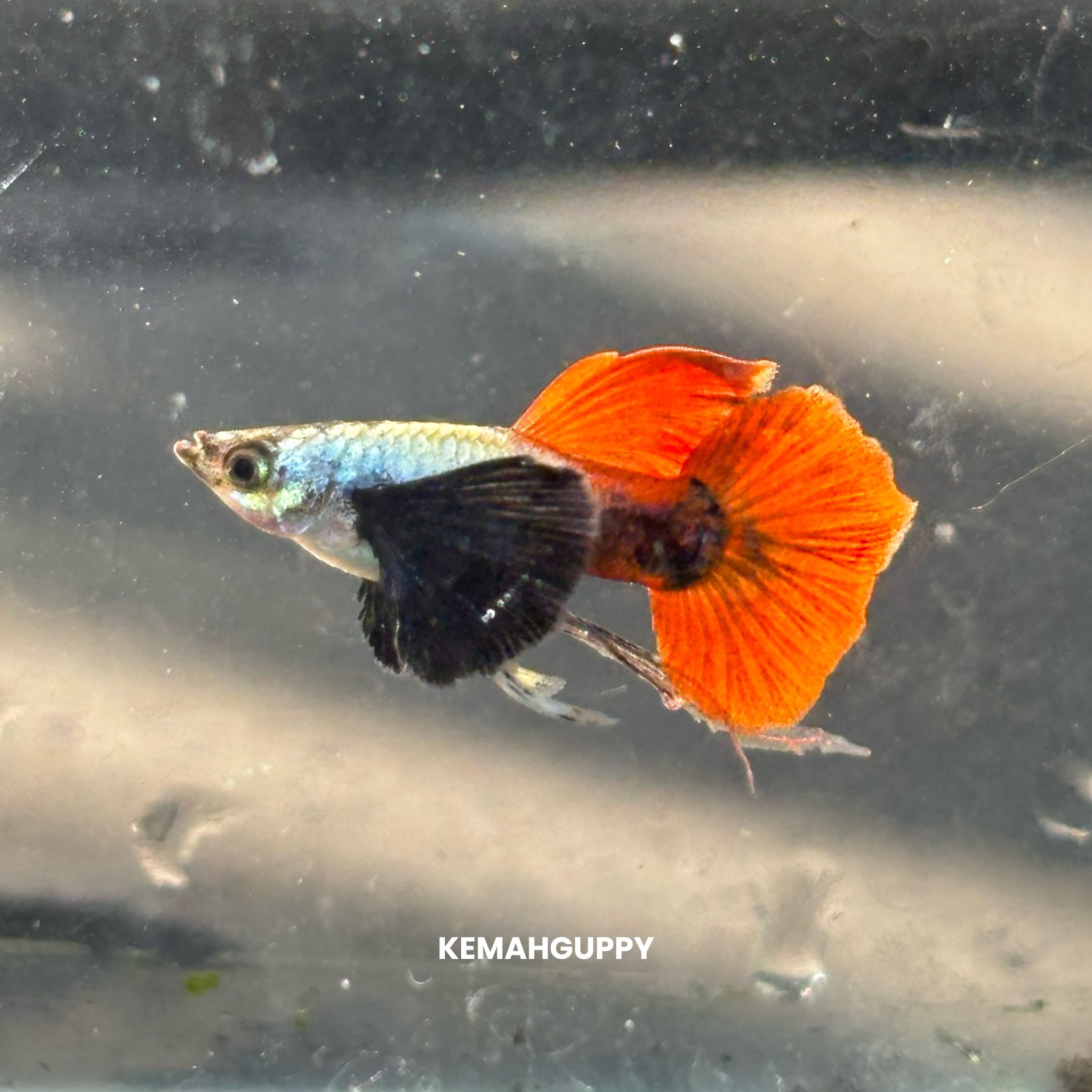 GUPPY PRTDE RIBBON