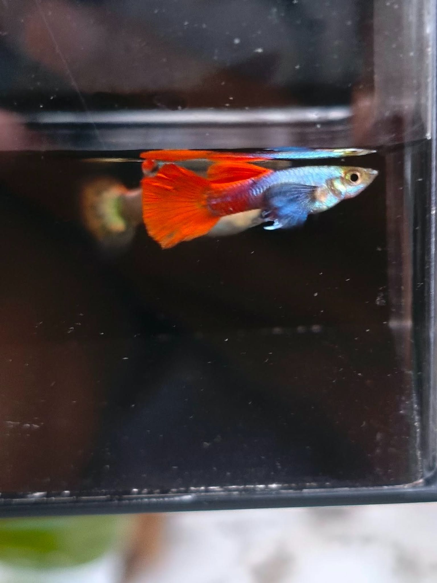 GUPPY PRTDE