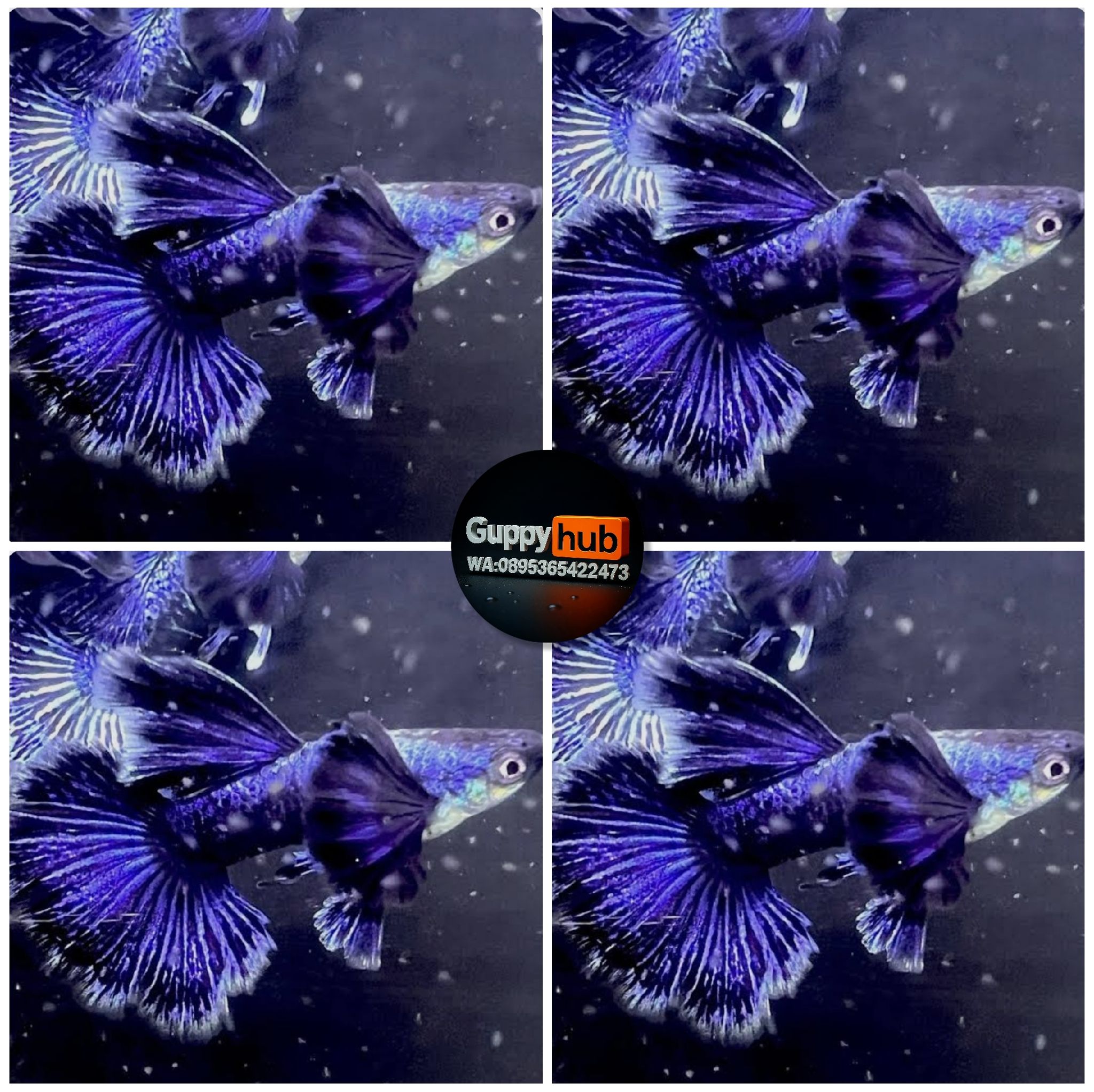 GUPPY PURPLE DRAGON DUMBO EAR